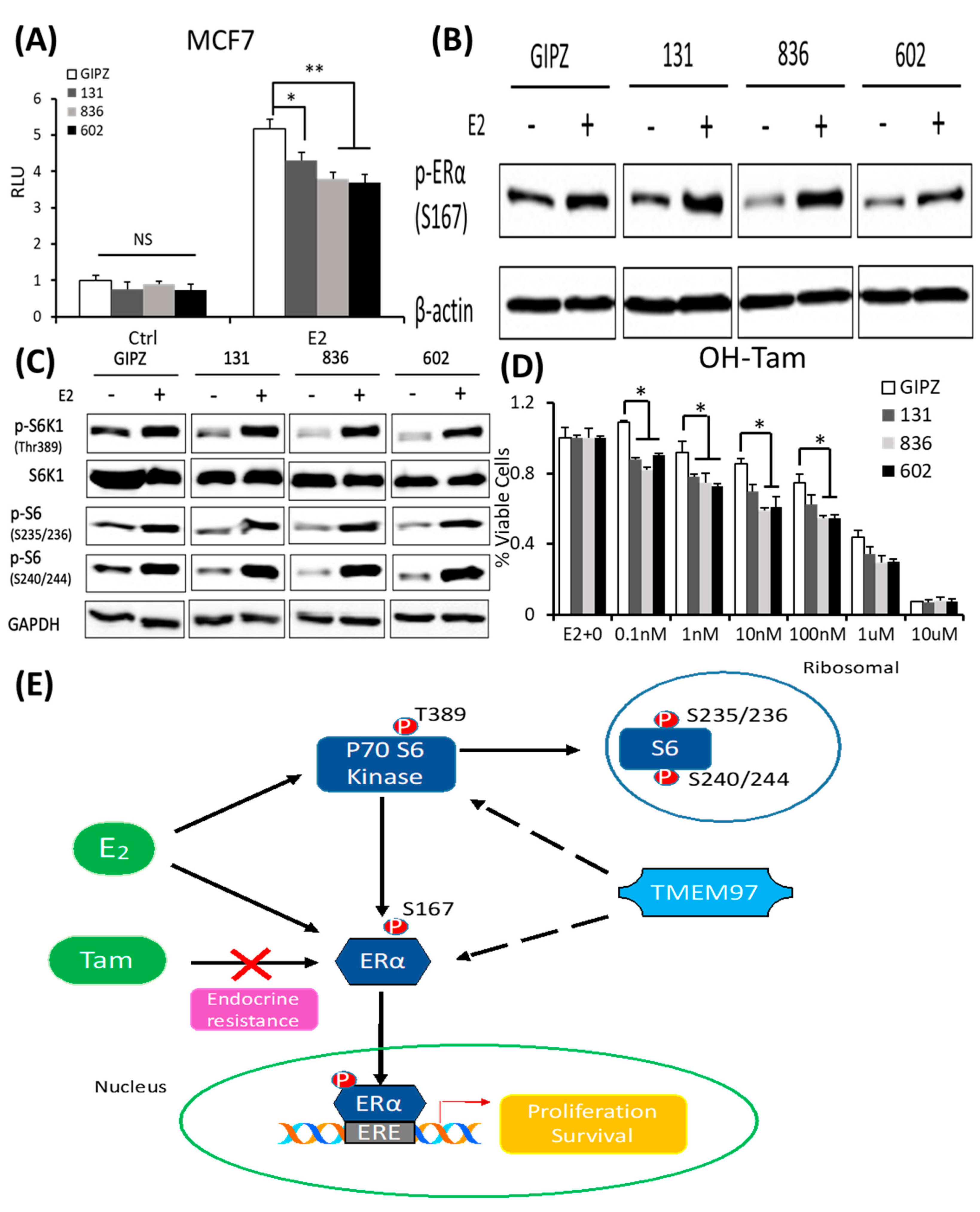 Cancers 15 05691 g007 Cancers 15 05691 g007