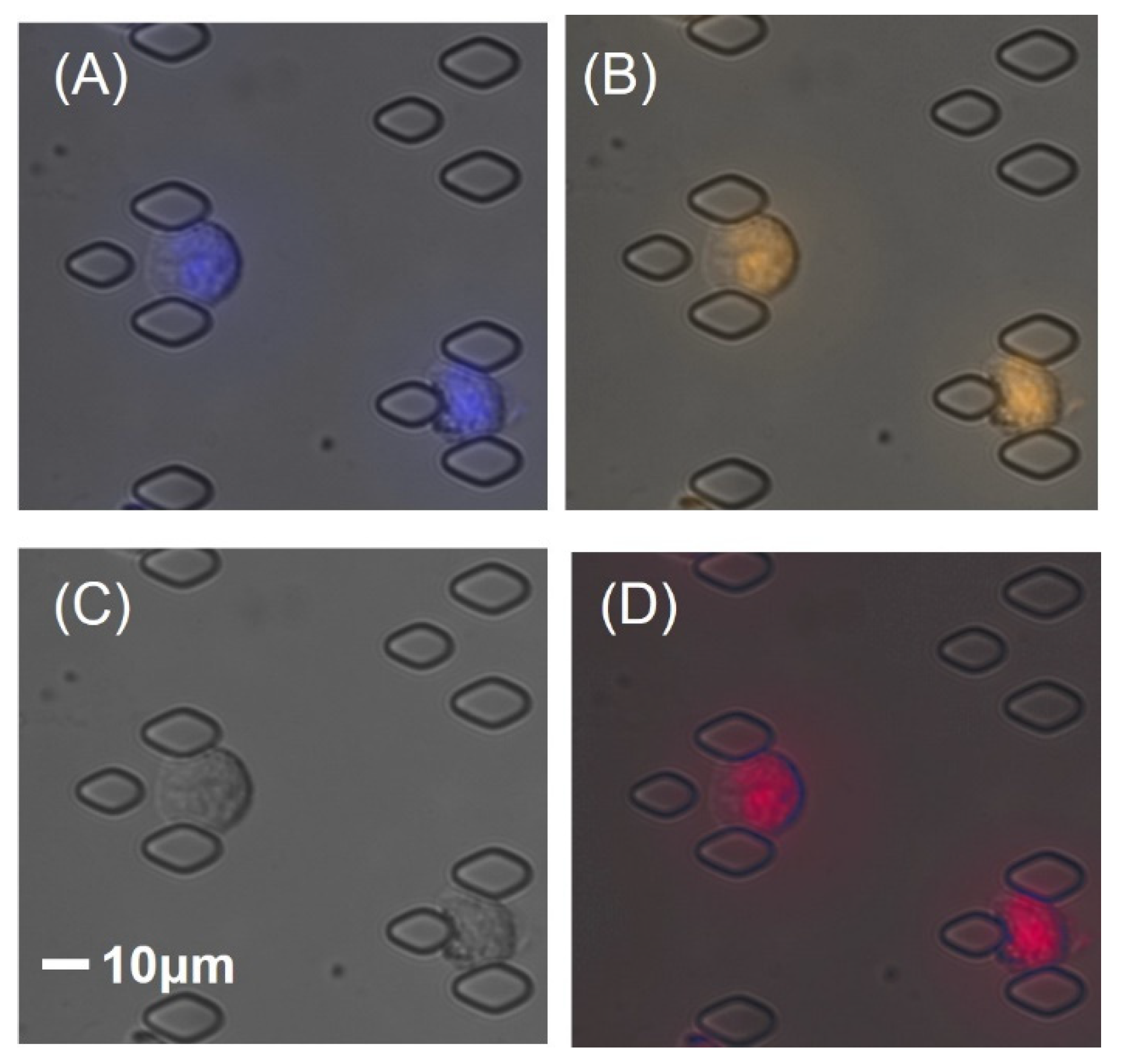 Cancers 15 05696 g002