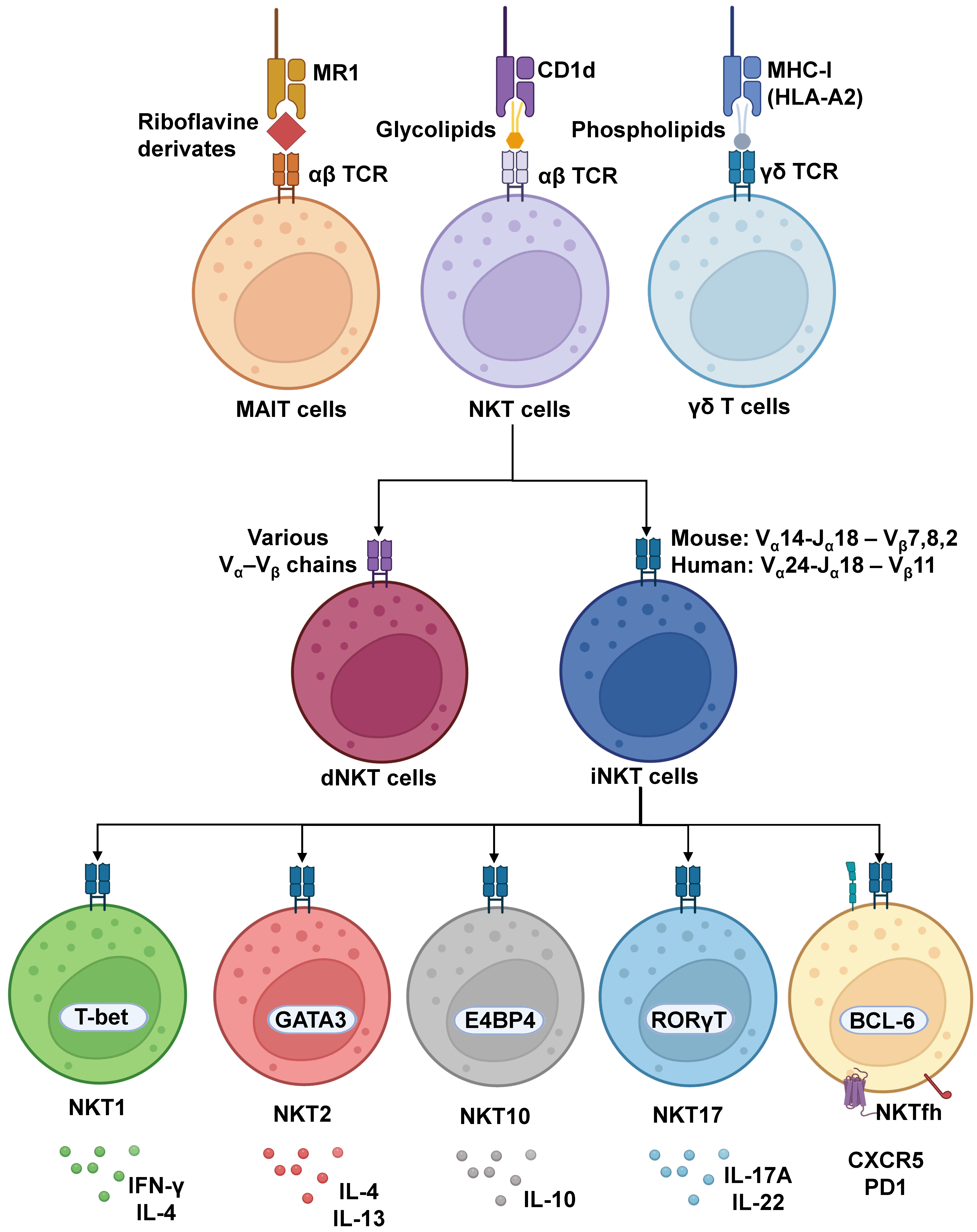 Cancers 15 05737 g001