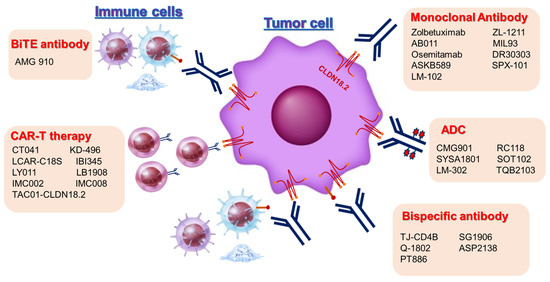 Claudin18.2 in Advanced Gastric Cancer