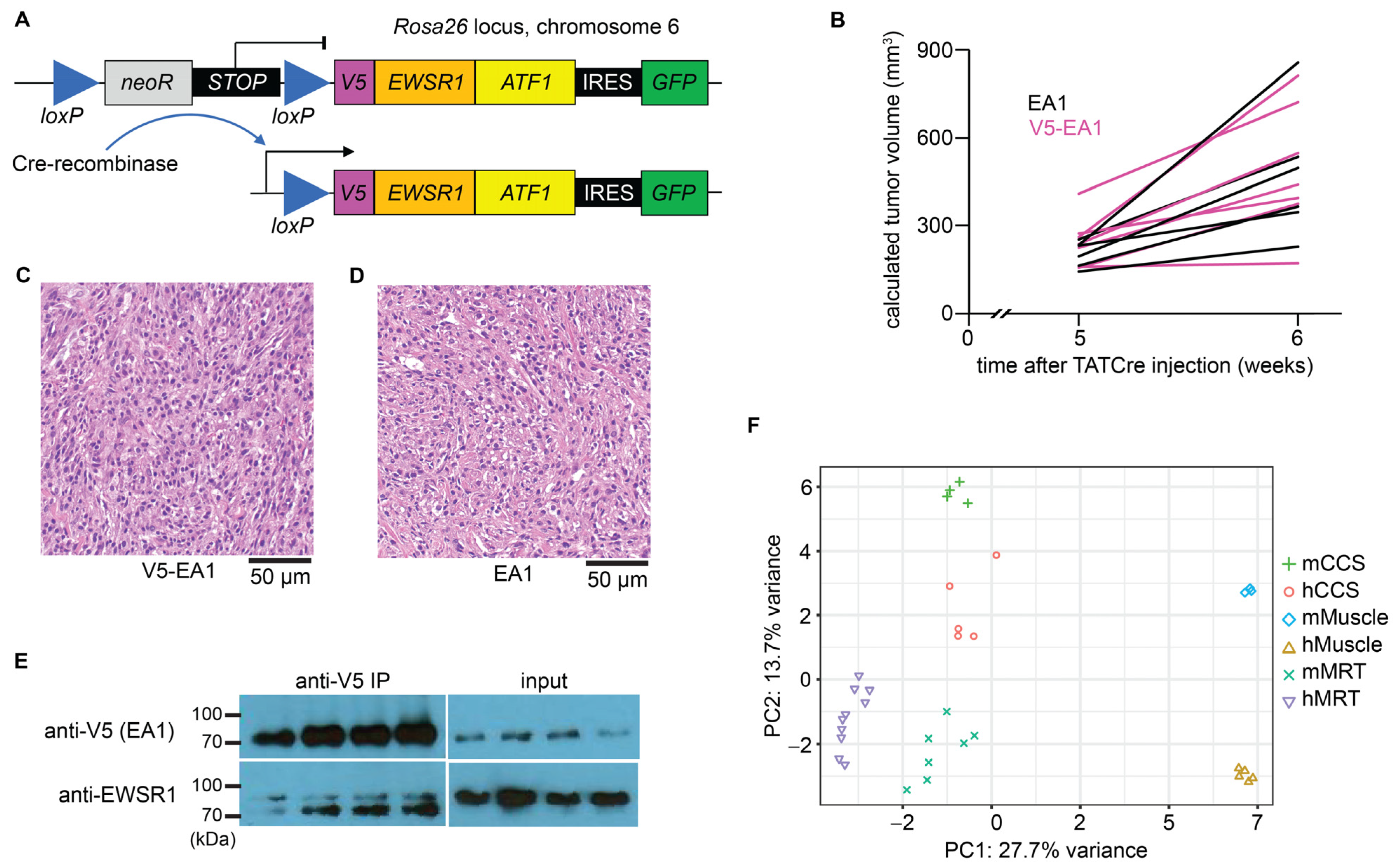 Cancers 15 05750 g001