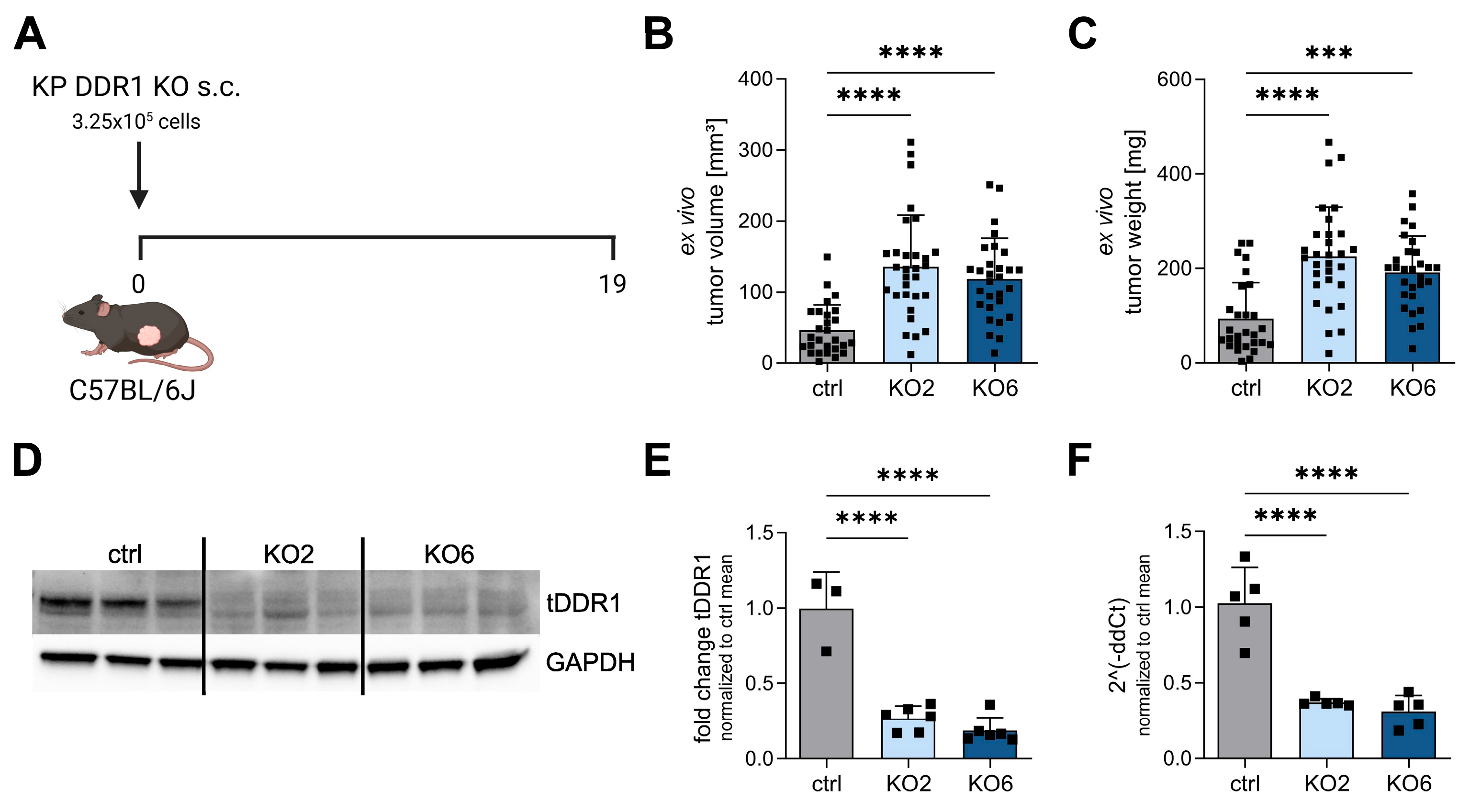 Cancers 15 05767 g002