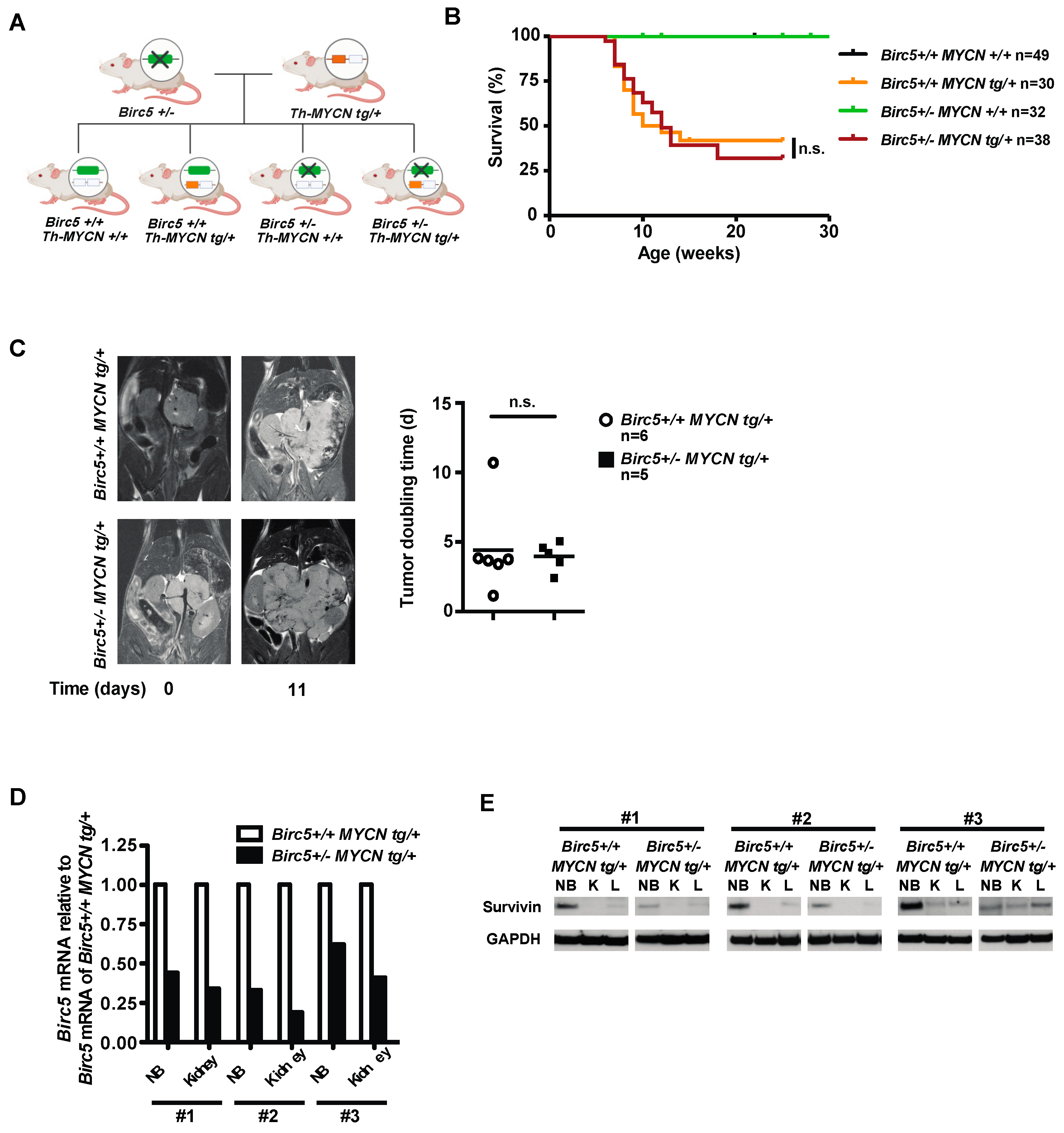 Cancers 15 05775 g001