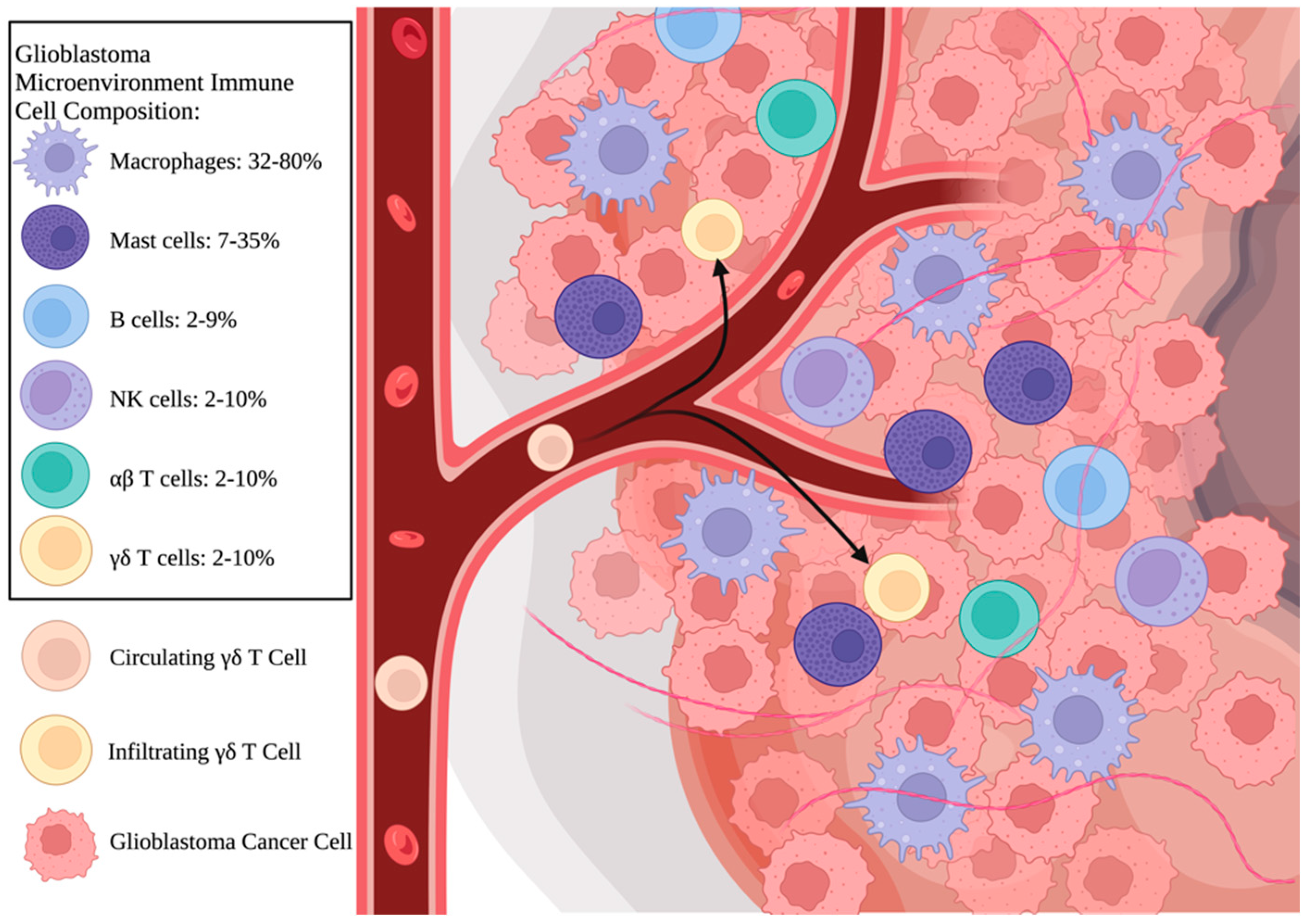 The Role of γδ T-Lymphocytes in Glioblastoma: Current 