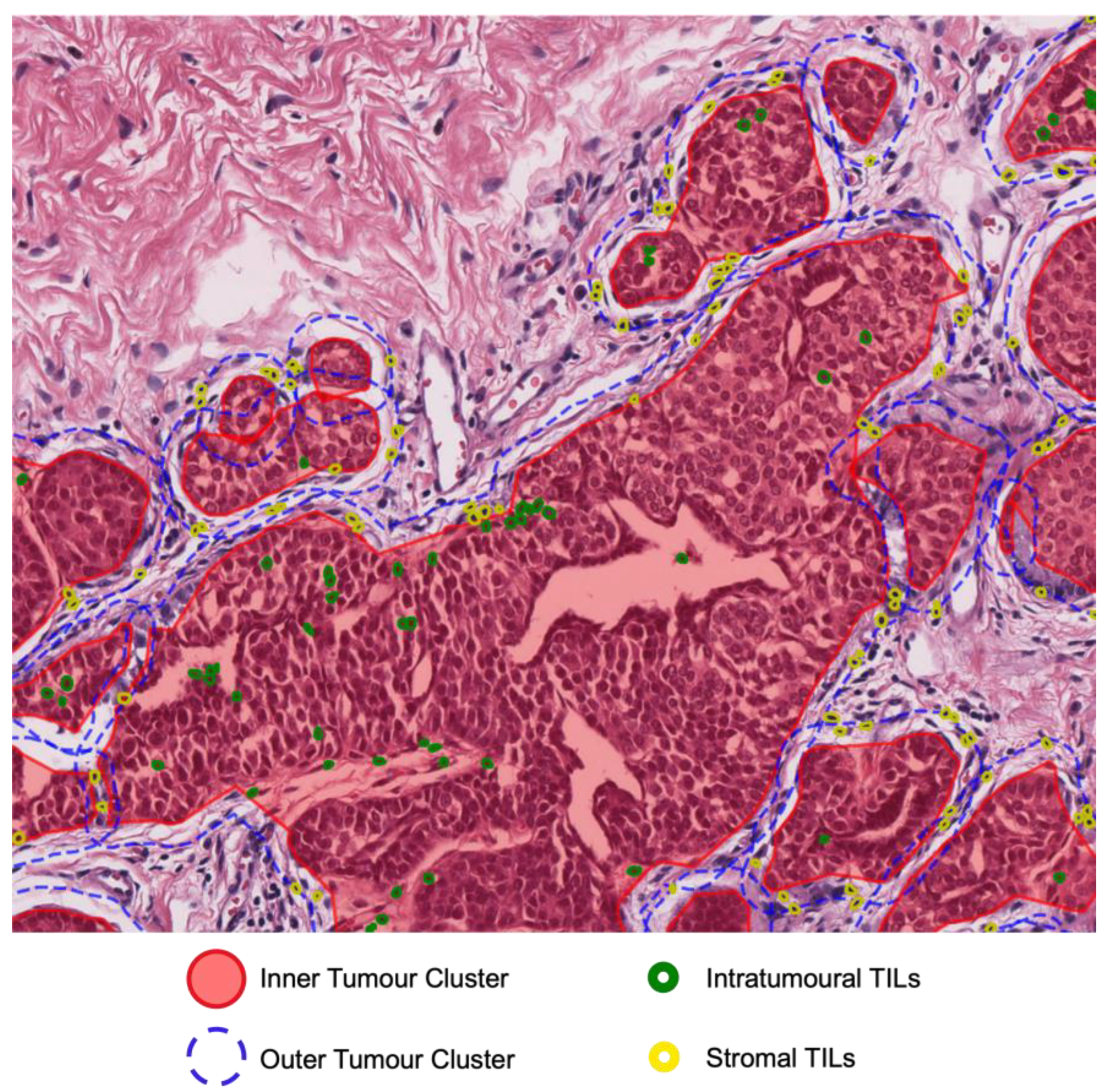 Cancers 15 05789 g002