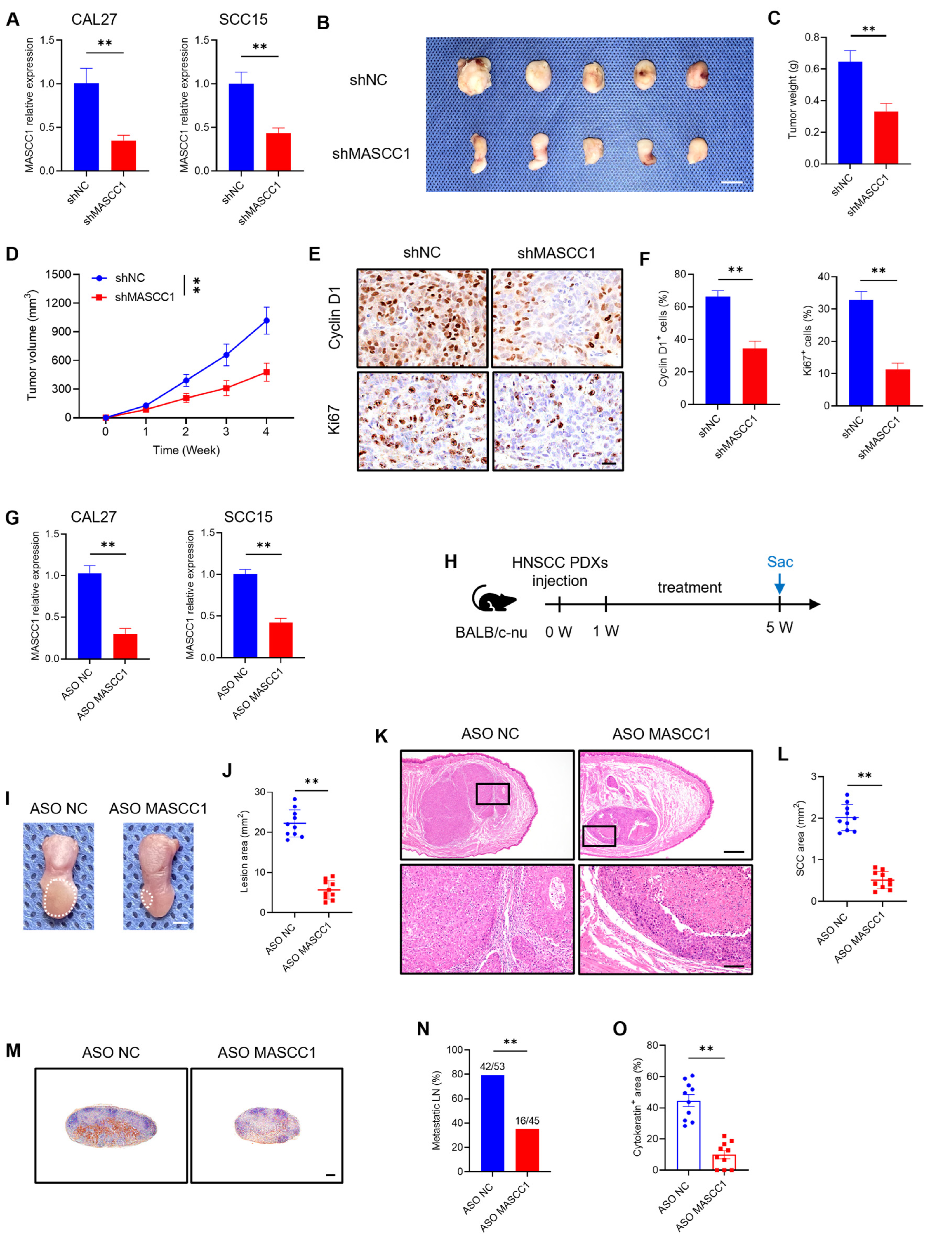 Cancers 15 05792 g004