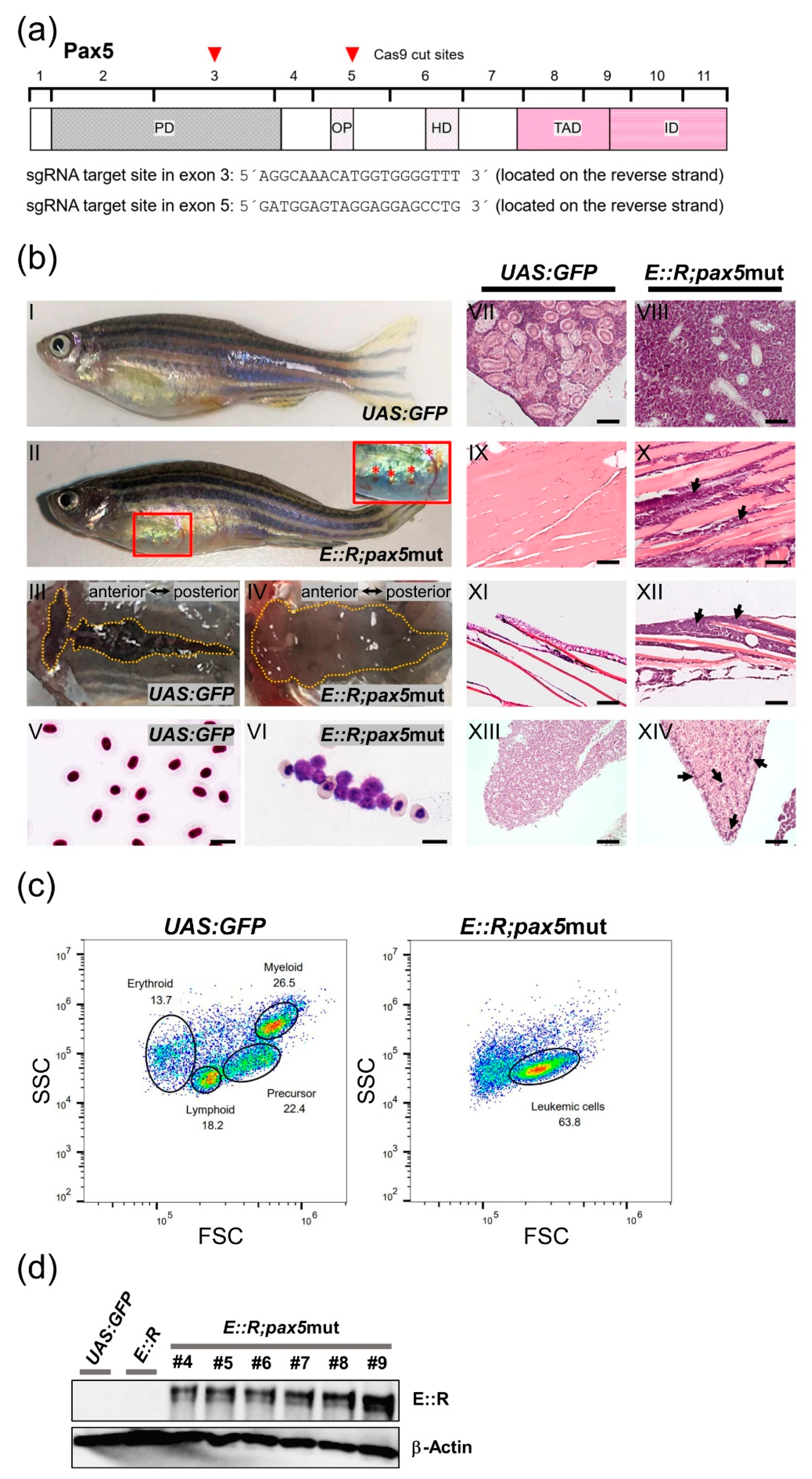 Cancers 15 05821 g003