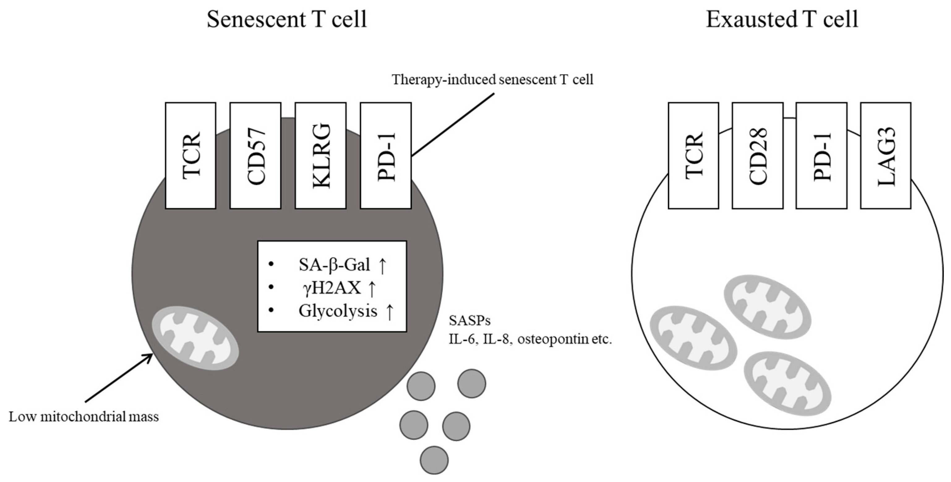 Cancers 15 05835 g001