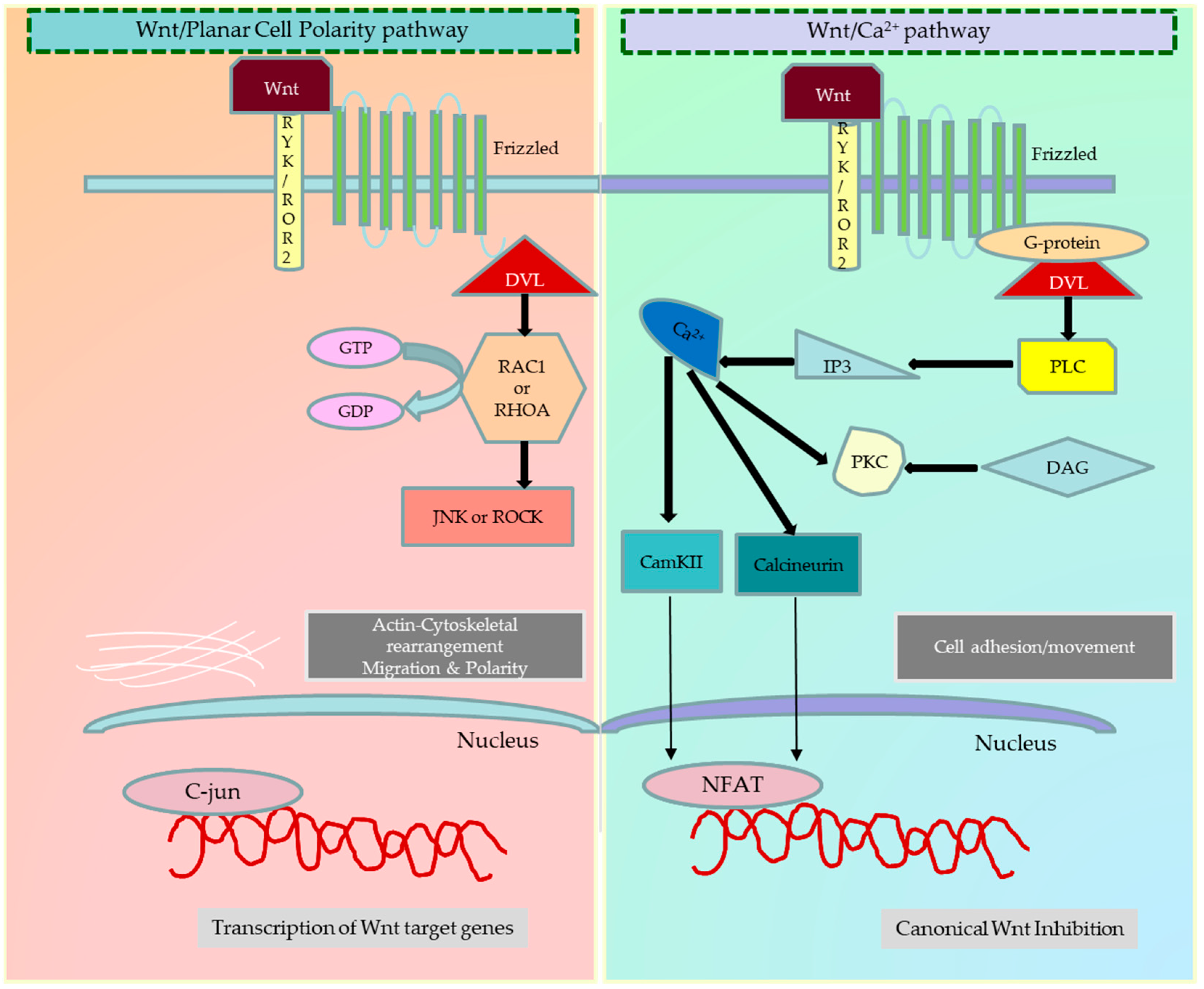 Cancers 15 05847 g002