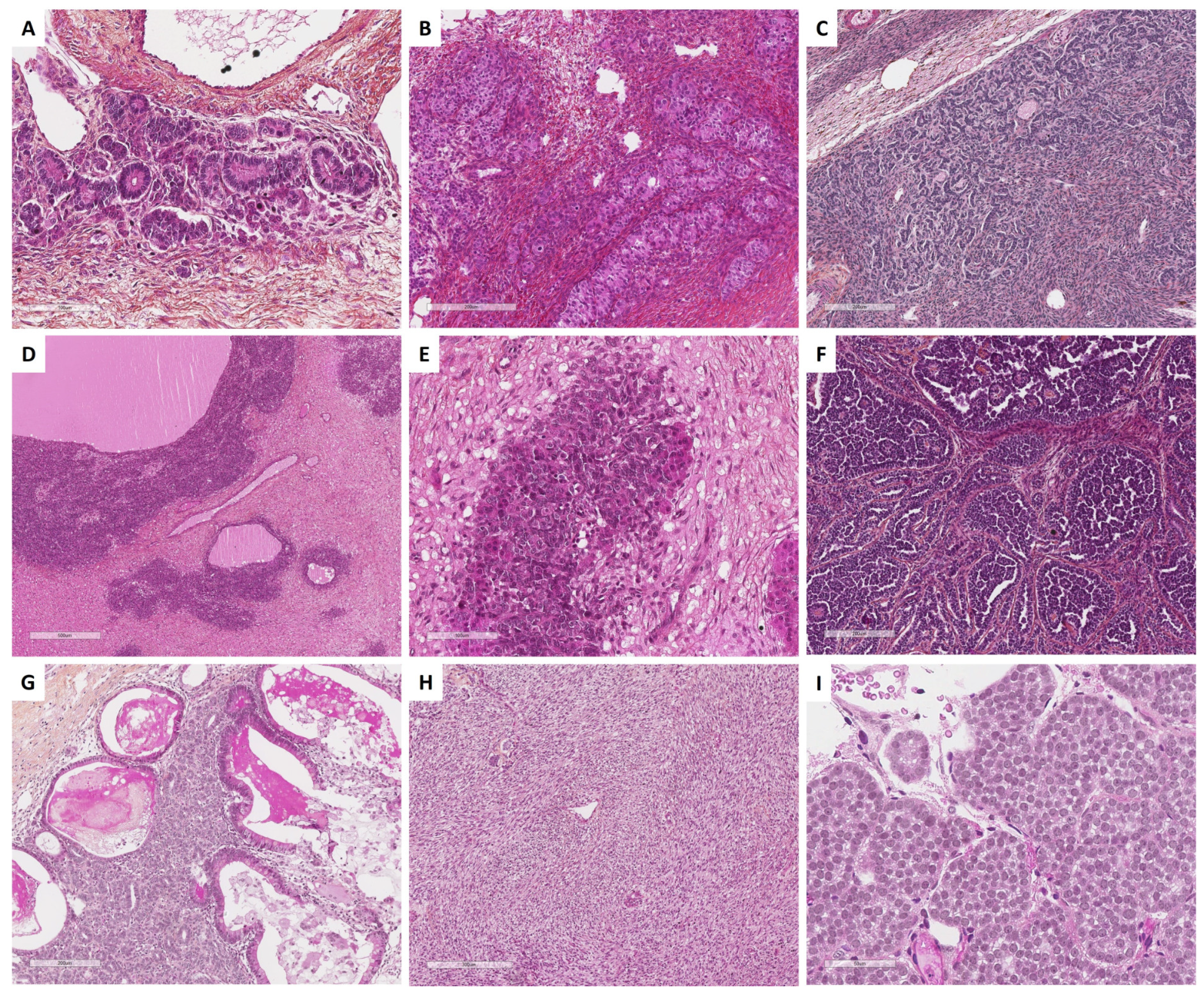 Cancers 15 05864 g011 Cancers 15 05864 g011