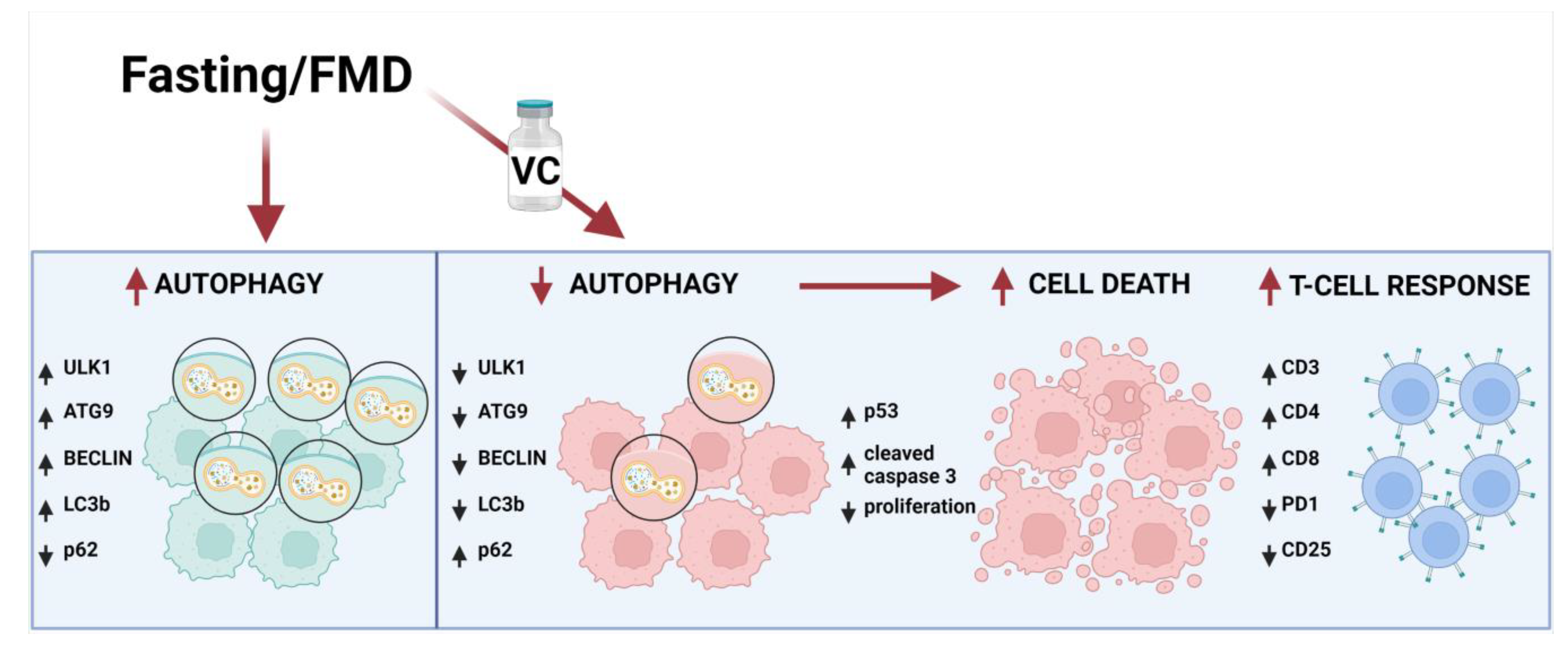 Cancers 15 05870 g007 Cancers 15 05870 g007