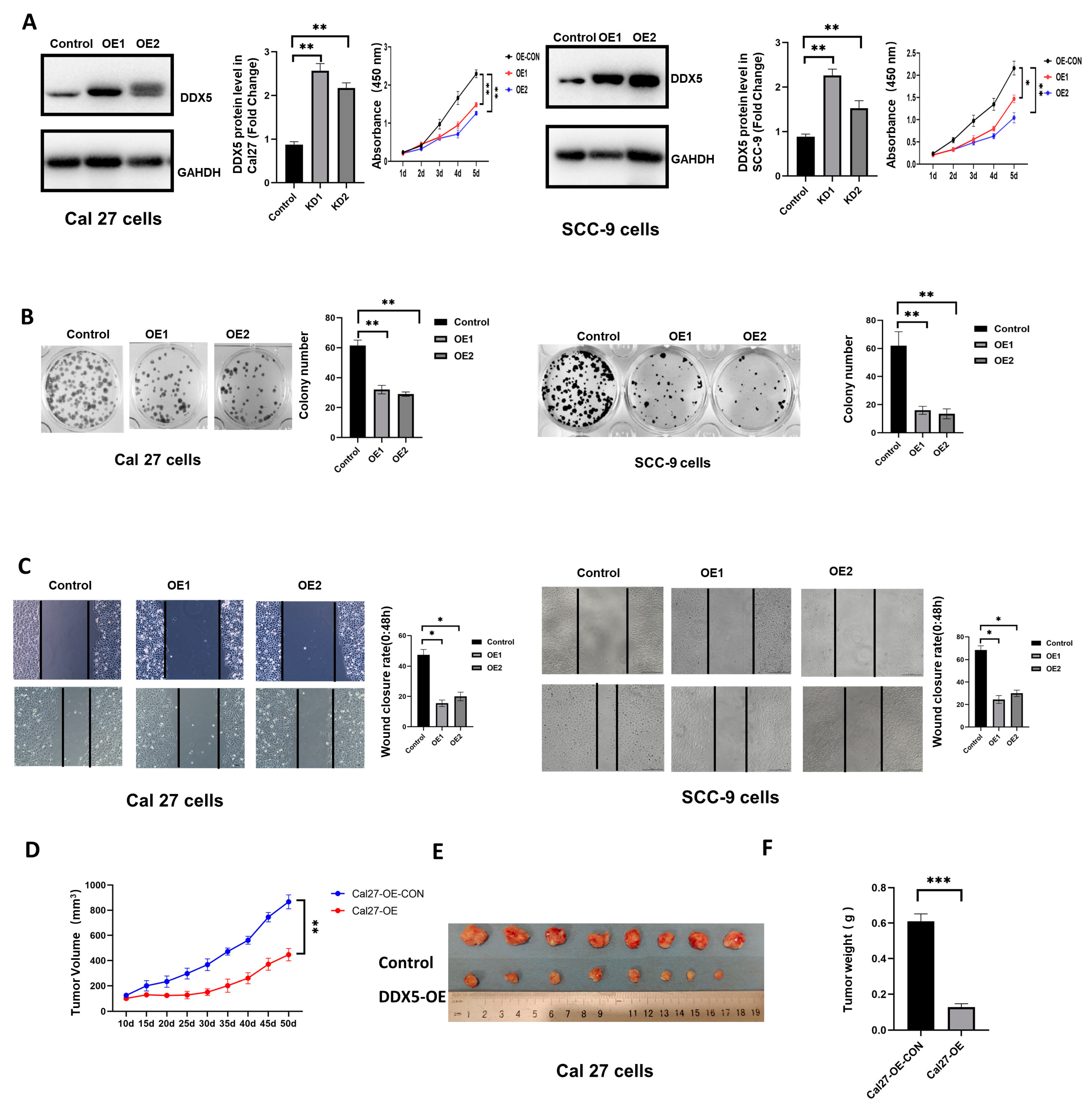 Cancers 15 05882 g002