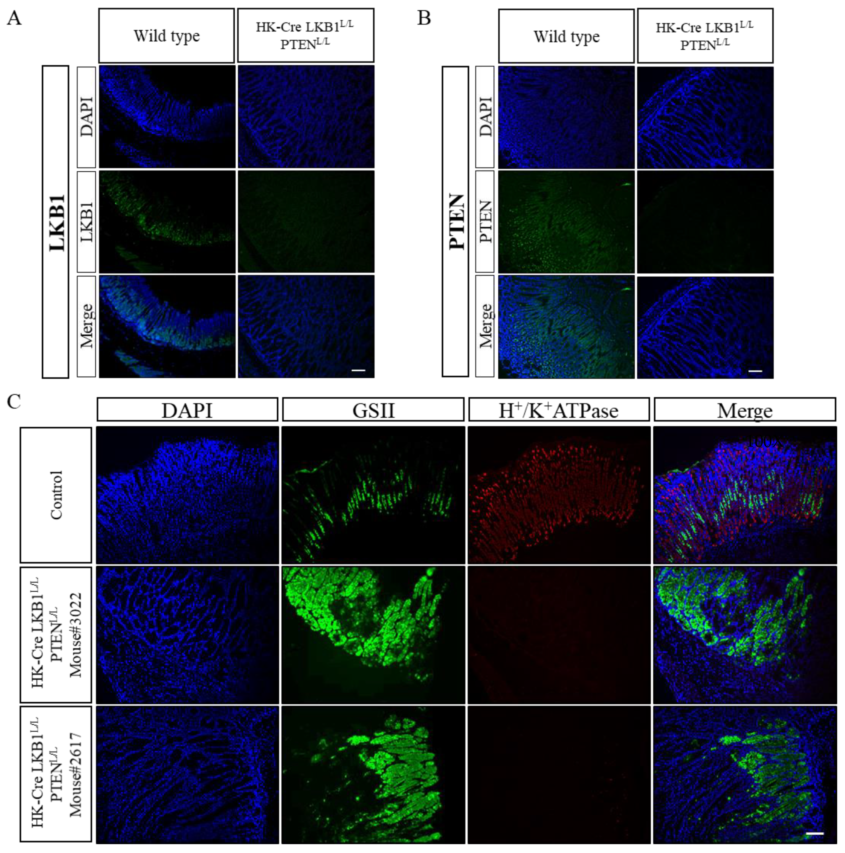 Cancers 15 05893 g004 Cancers 15 05893 g004