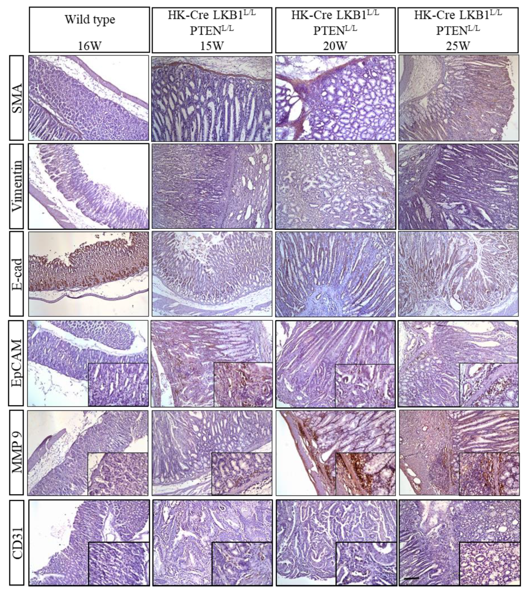 Cancers 15 05893 g007 Cancers 15 05893 g007