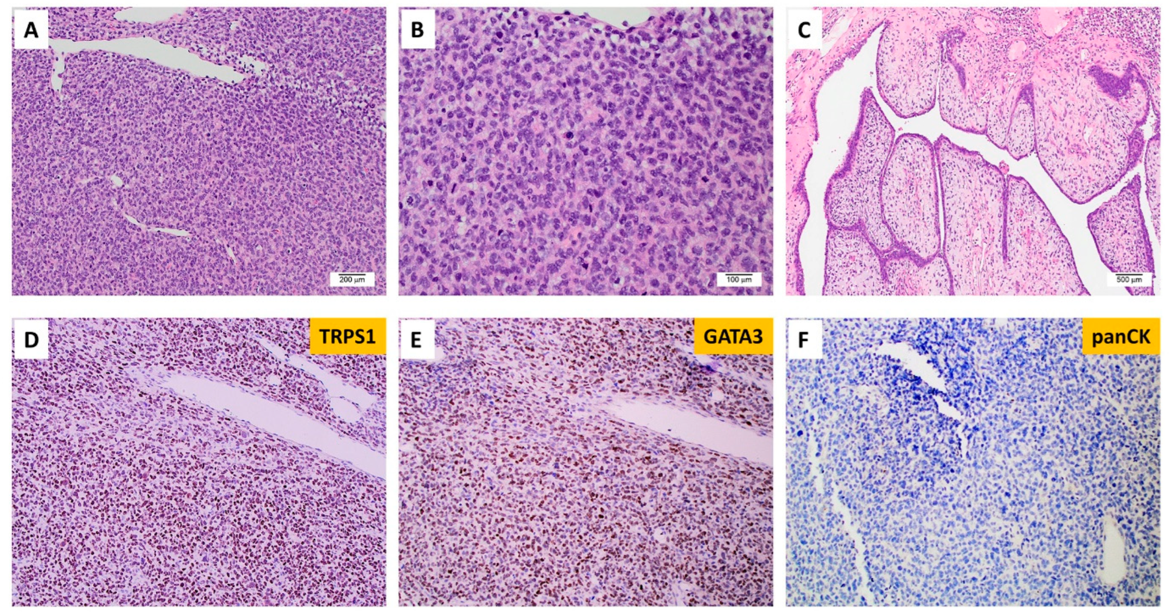 Cancers 16 00006 g005