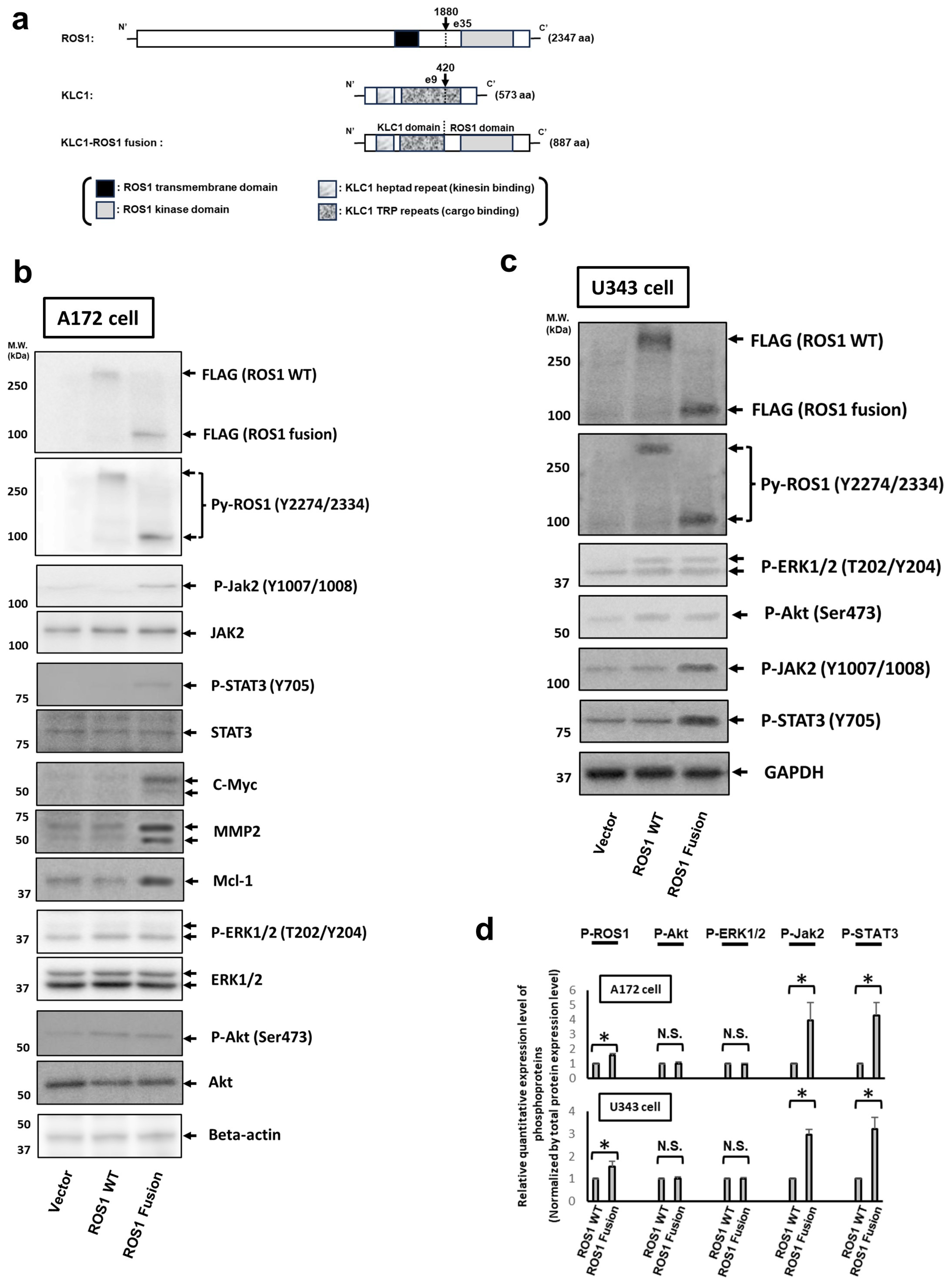 Cancers 16 00009 g001