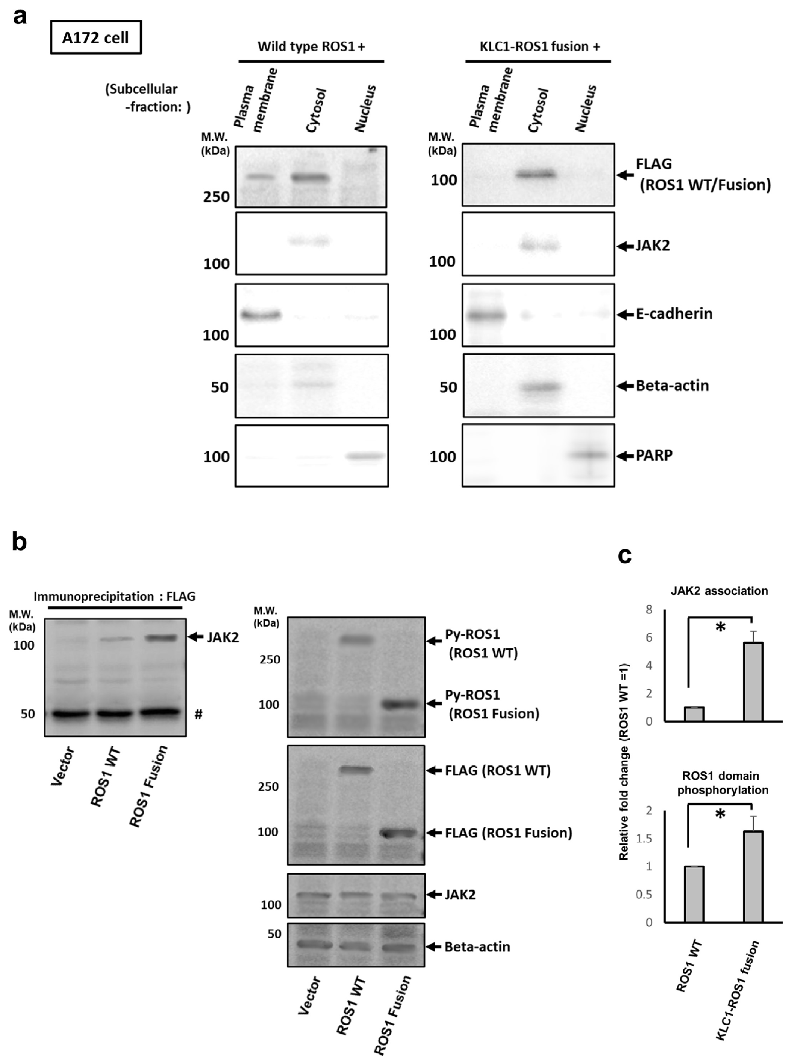 Cancers 16 00009 g002