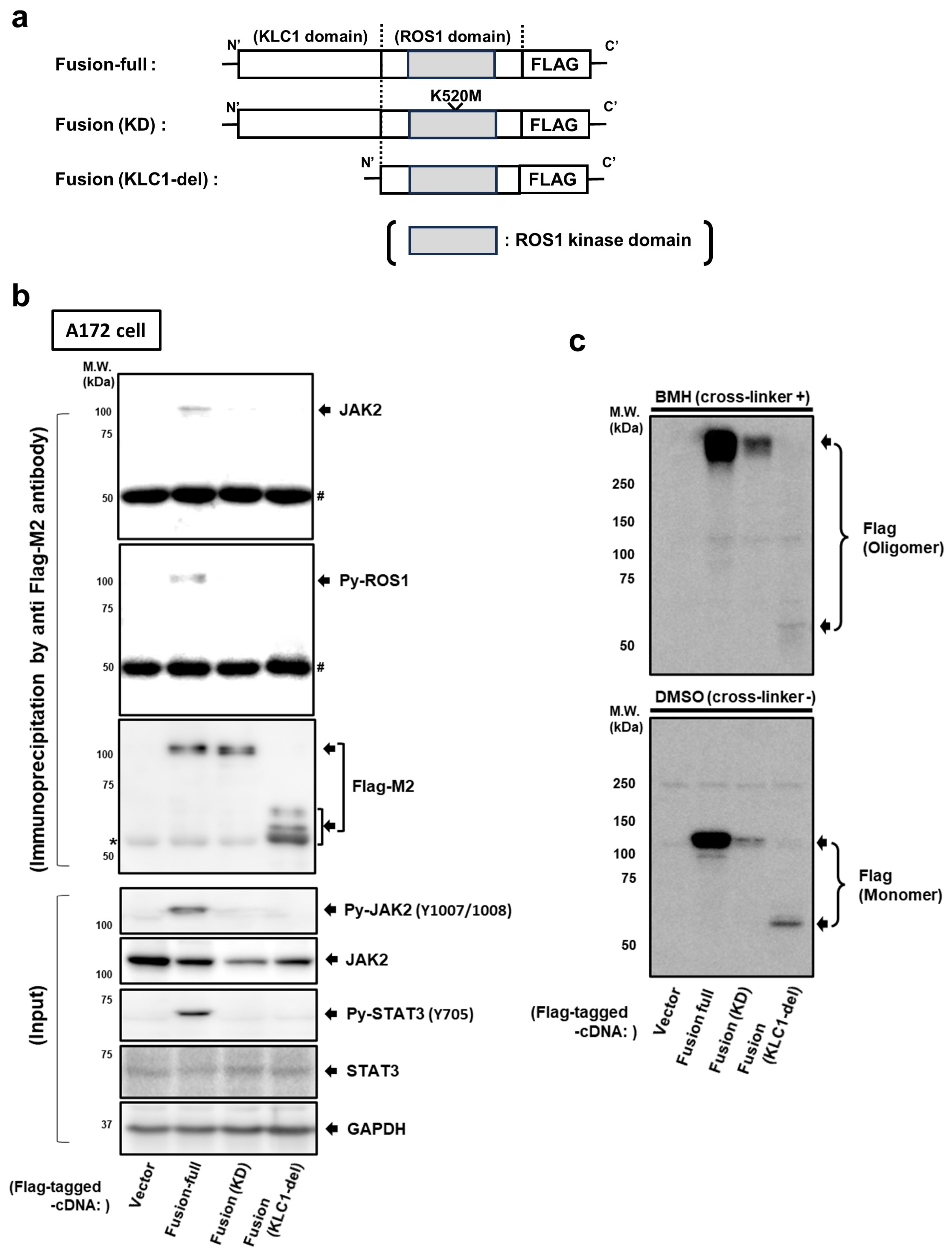 Cancers 16 00009 g003
