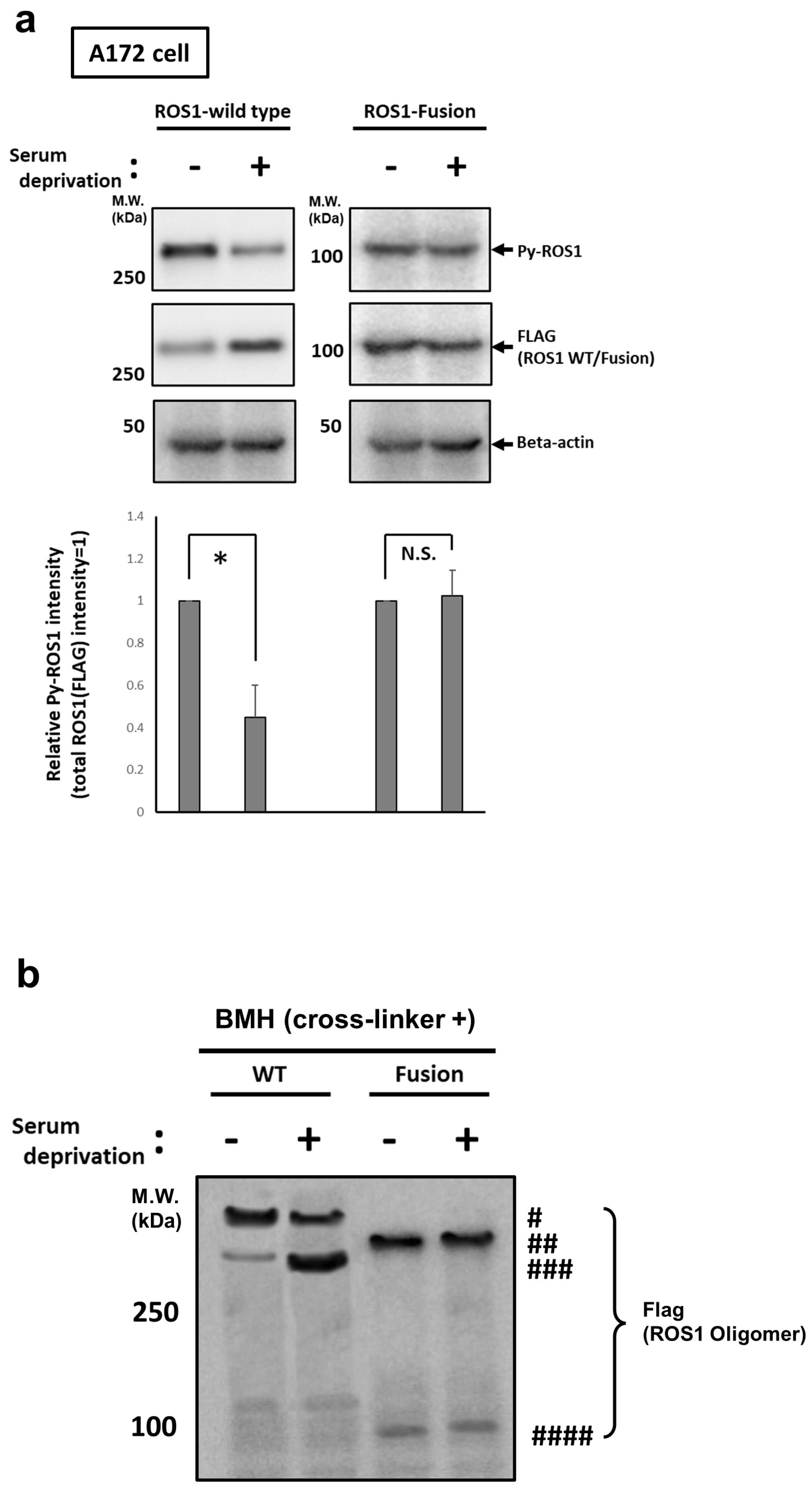 Cancers 16 00009 g004