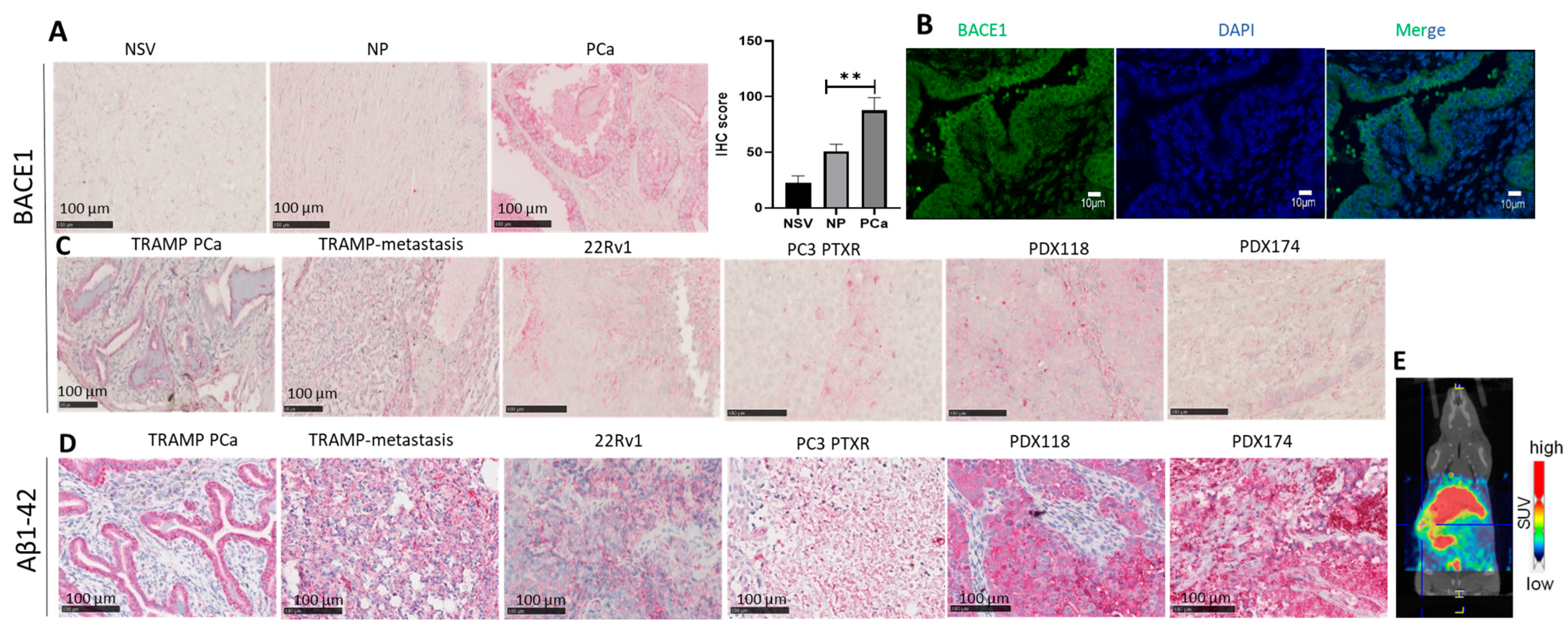Cancers 16 00010 g001