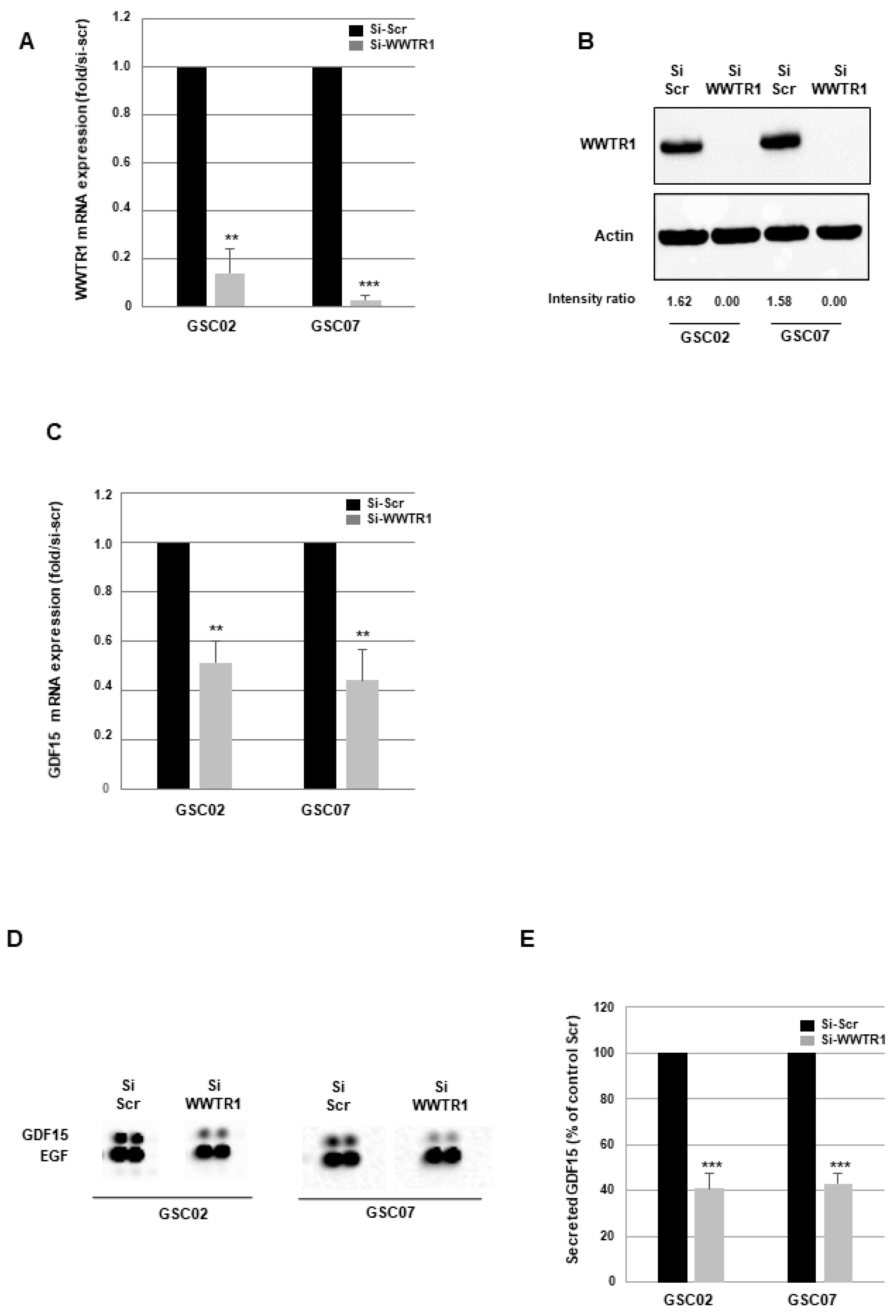 Cancers 16 00027 g003