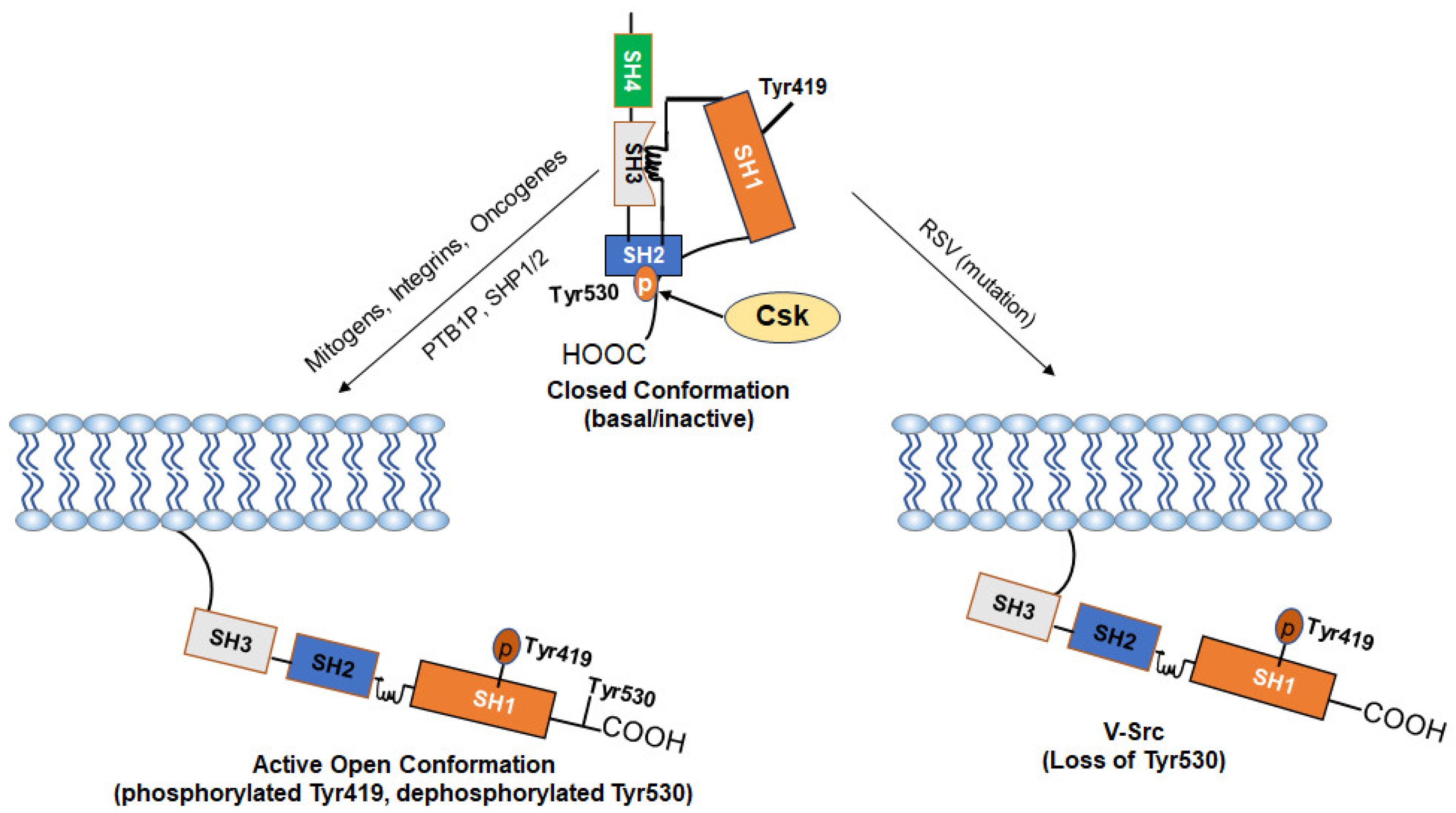 Cancers 16 00032 g002 Cancers 16 00032 g002
