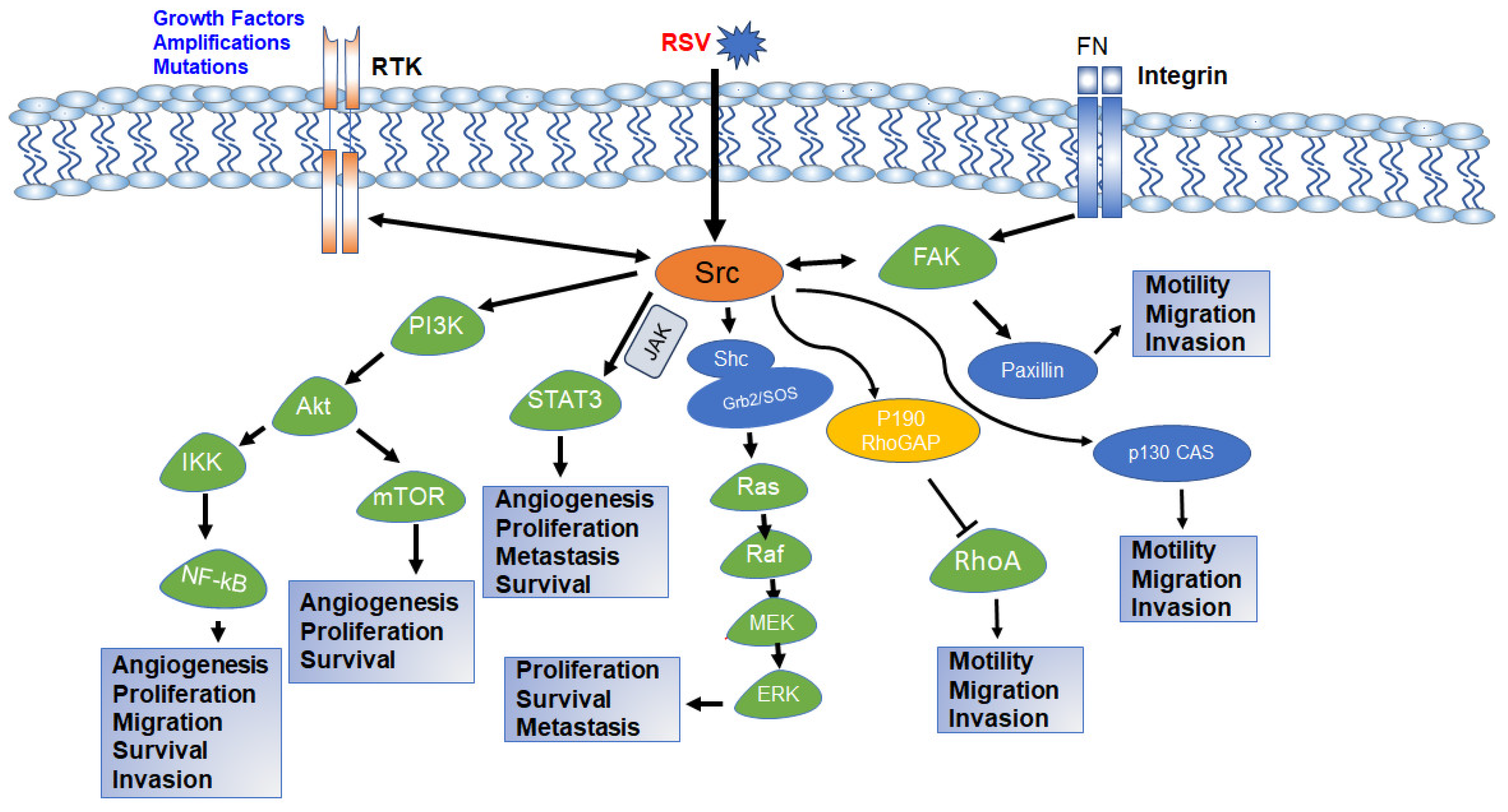 Cancers 16 00032 g004 Cancers 16 00032 g004