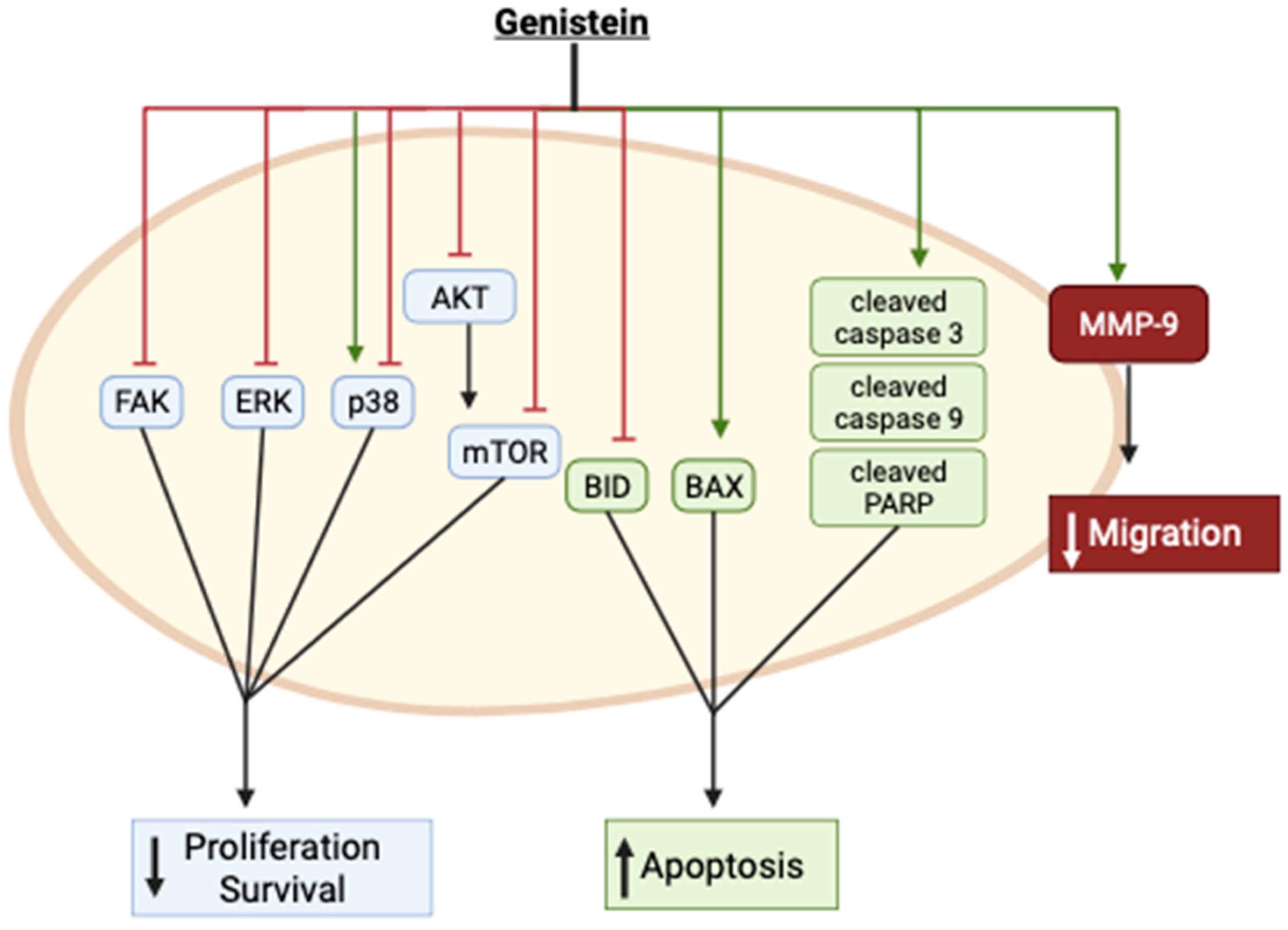 Cancers 16 00035 g002