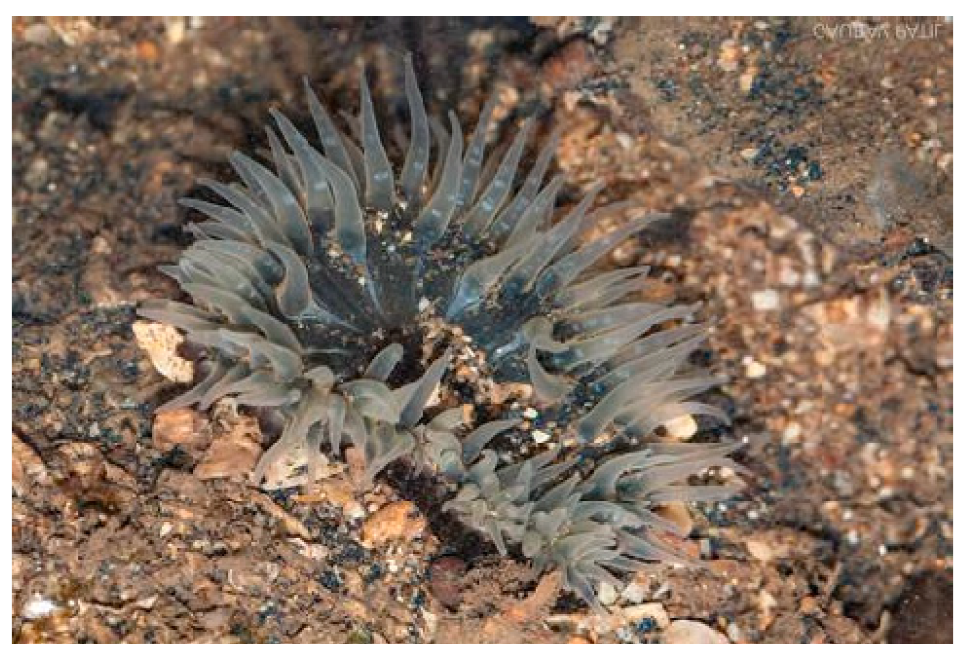 Cancers 16 00036 g008