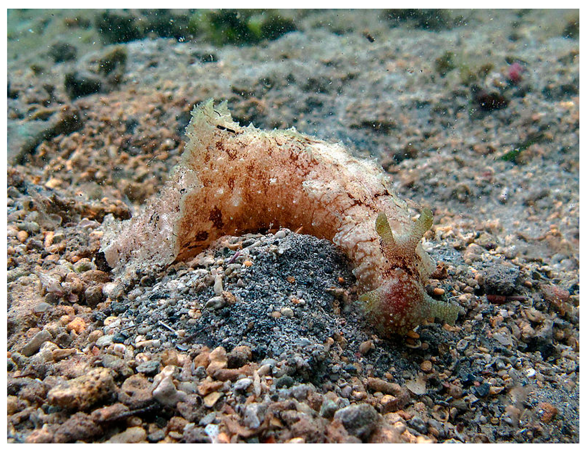 Cancers 16 00036 g015