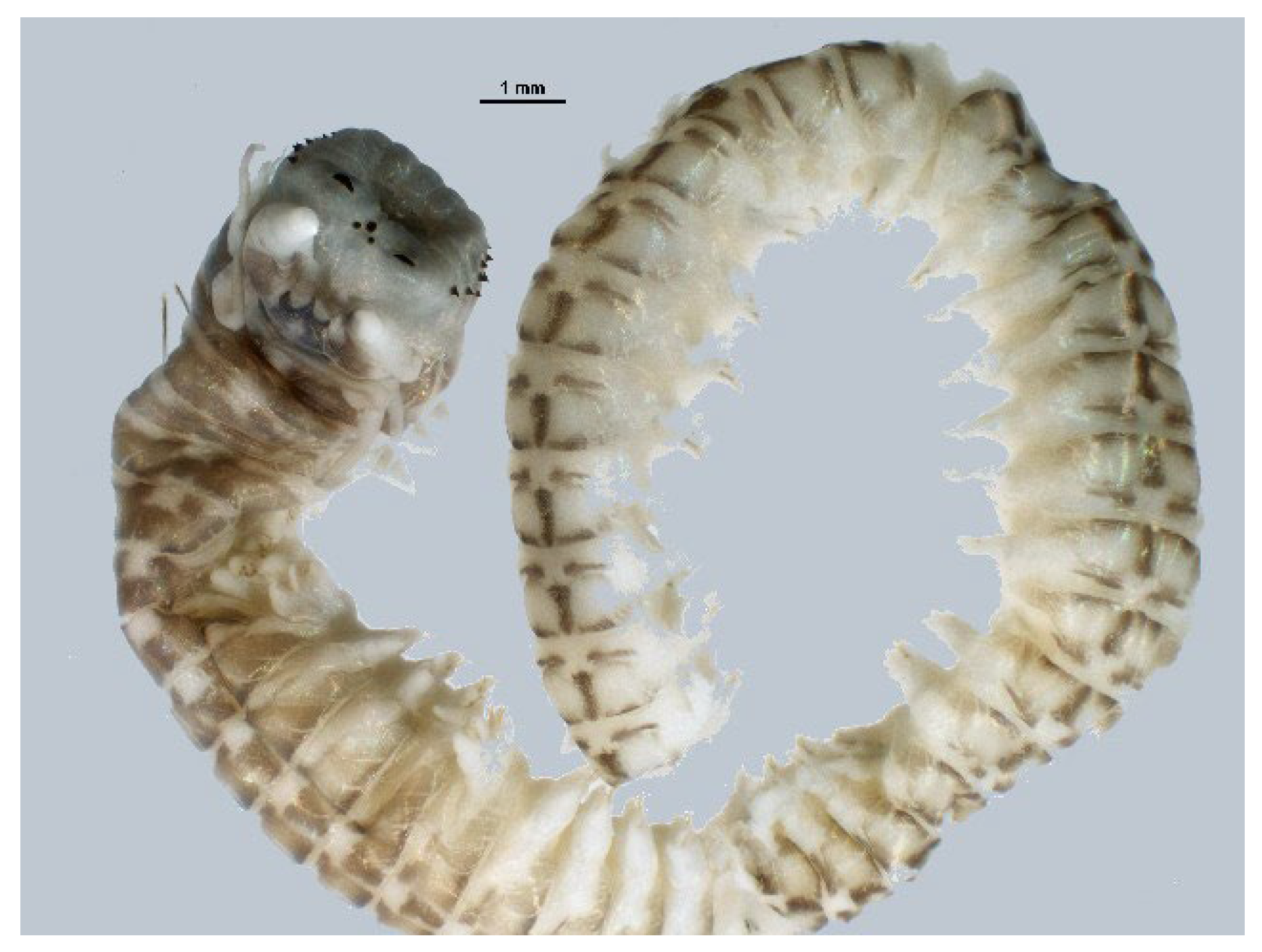 Cancers 16 00036 g018