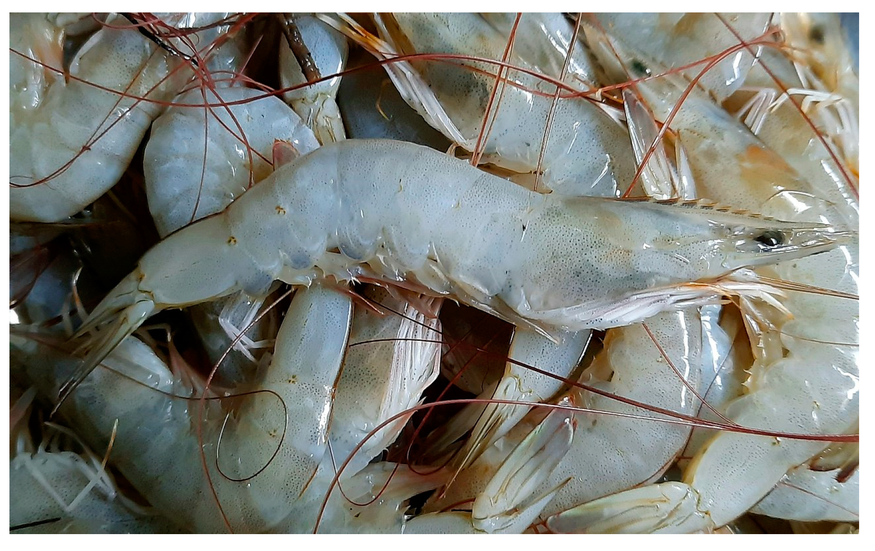 Cancers 16 00036 g019