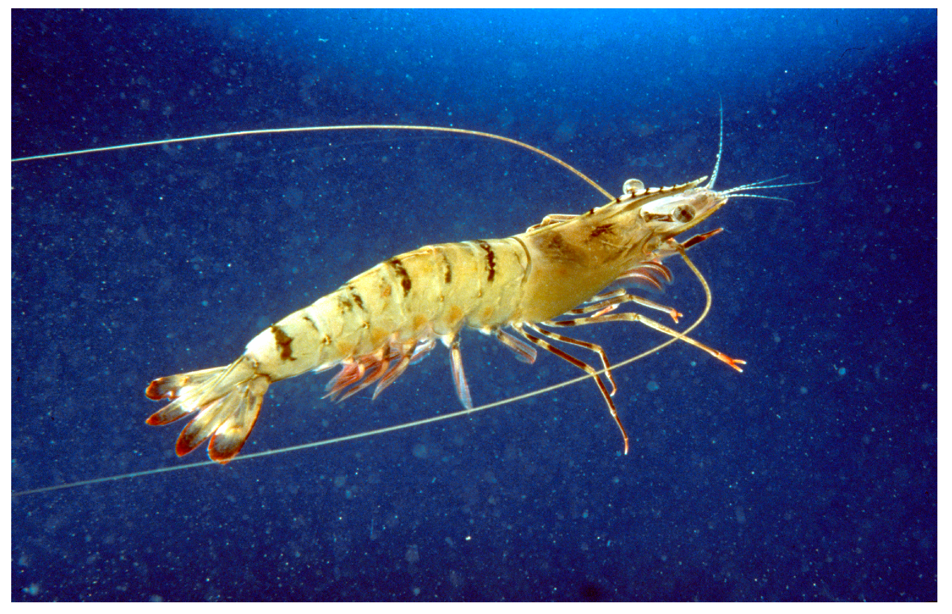 Cancers 16 00036 g020