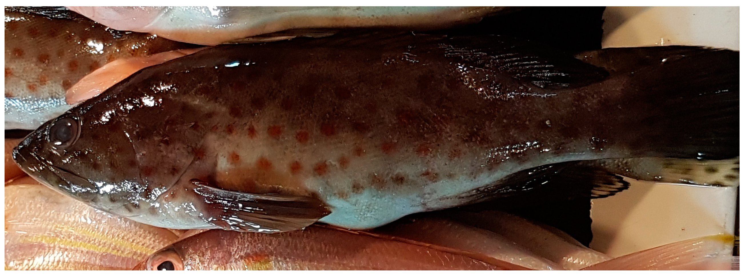 Cancers 16 00036 g025