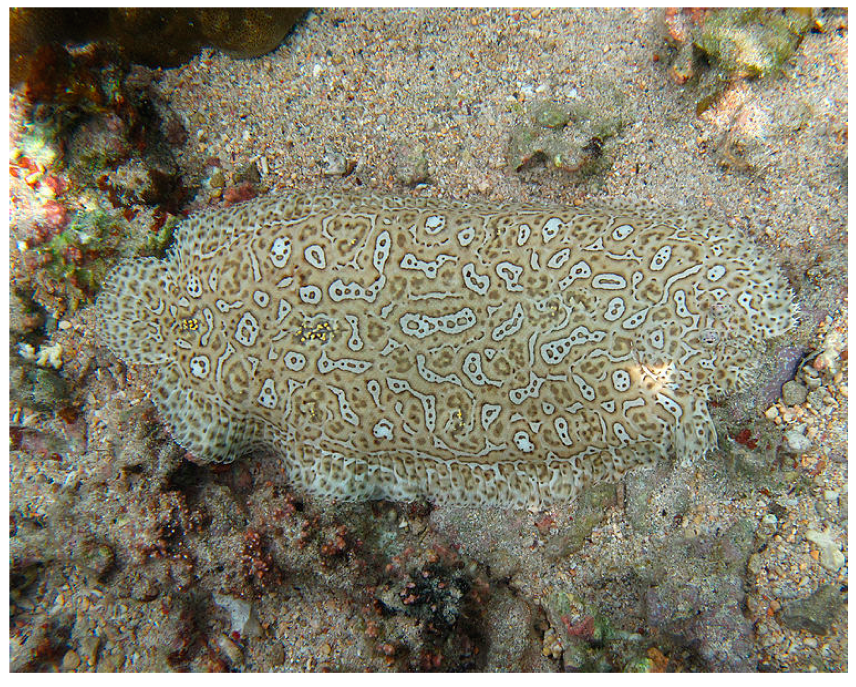 Cancers 16 00036 g030