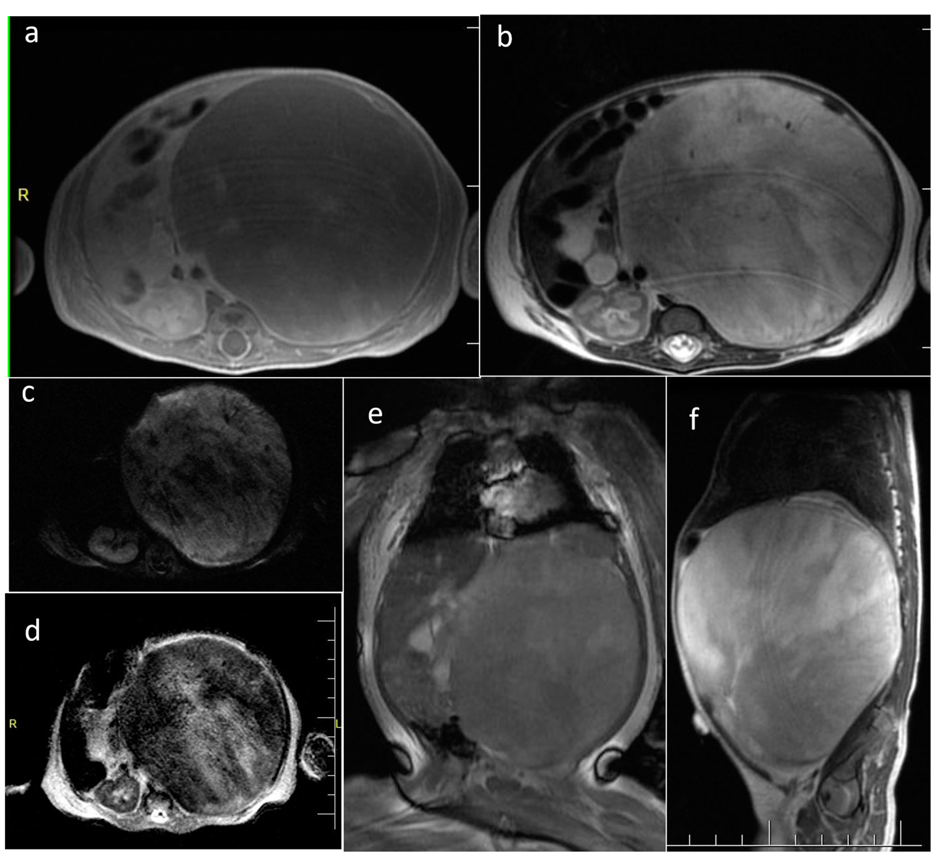 Cancers 16 00043 g007 Cancers 16 00043 g007