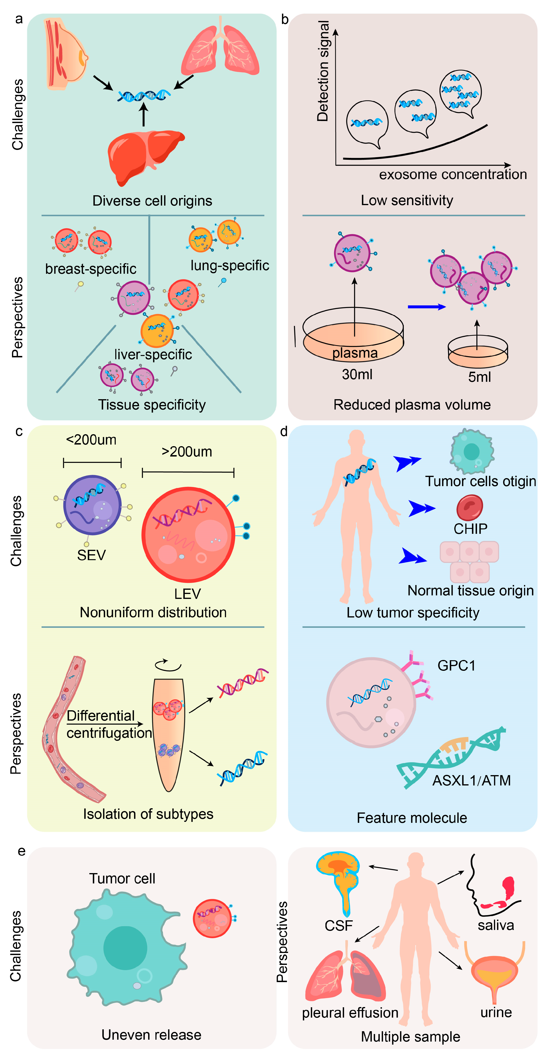 Exosomal DNA: Role in Reflecting Tumor Genetic Heterogeneity