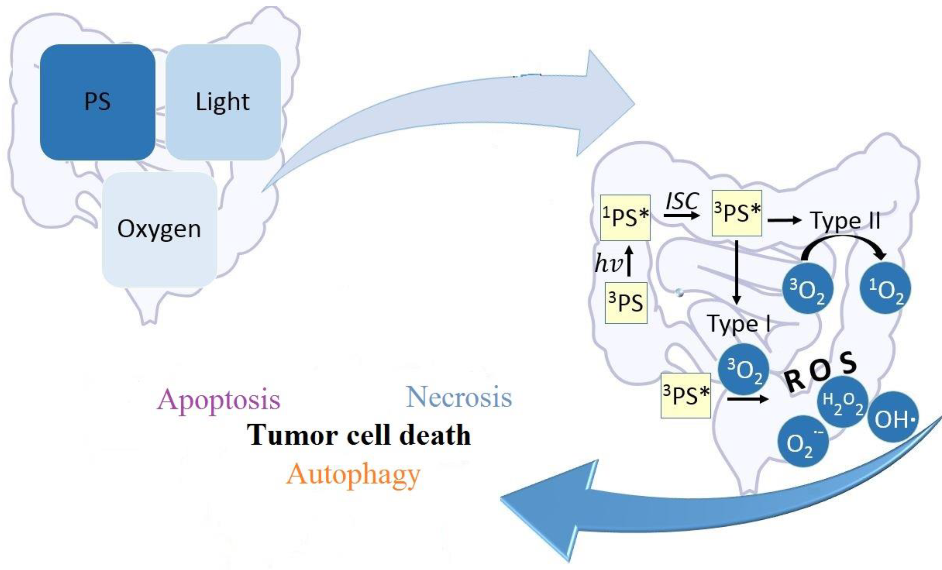 Cancers 16 00066 g001