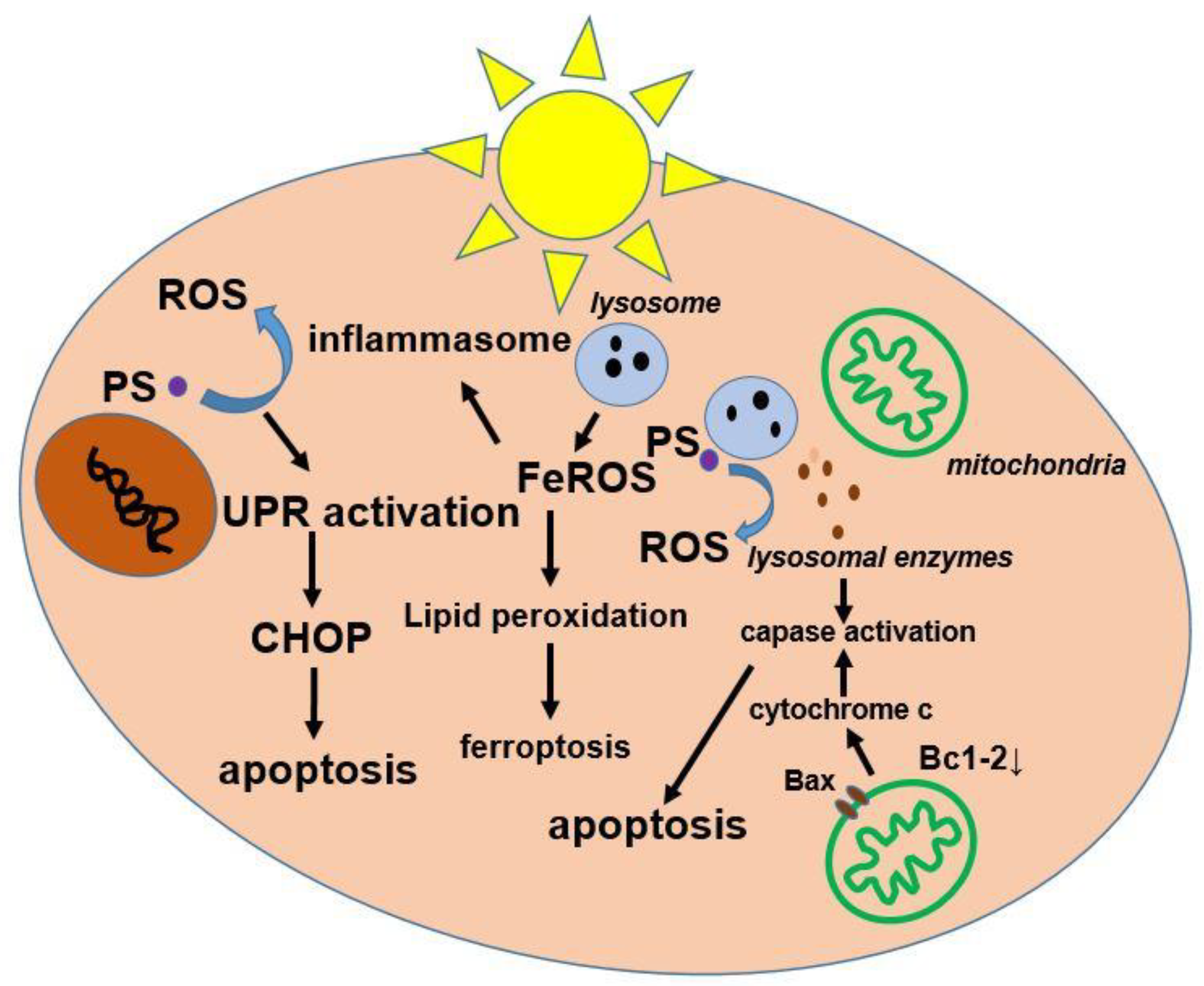 Cancers 16 00066 g002