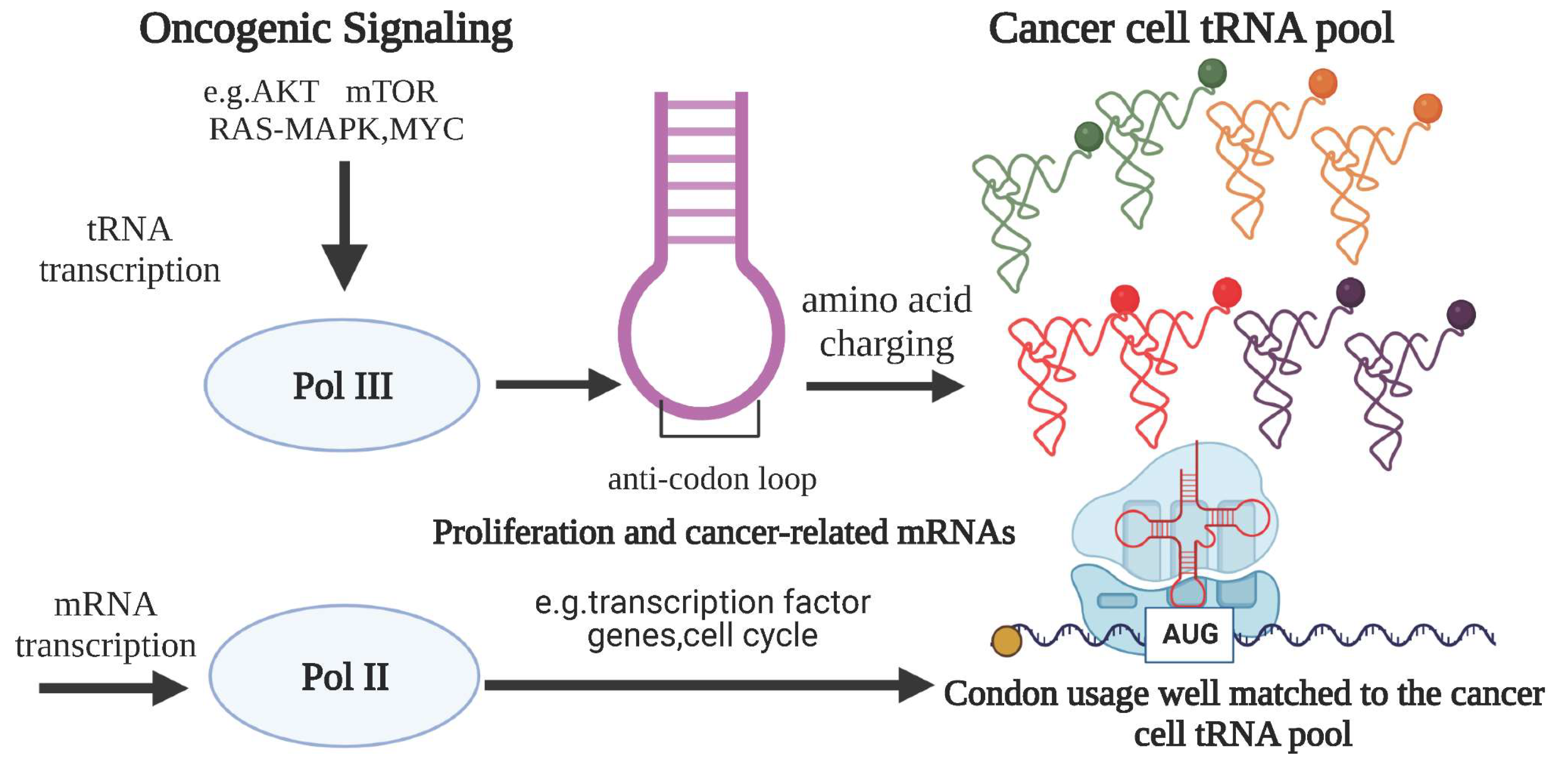Cancers 16 00077 g001