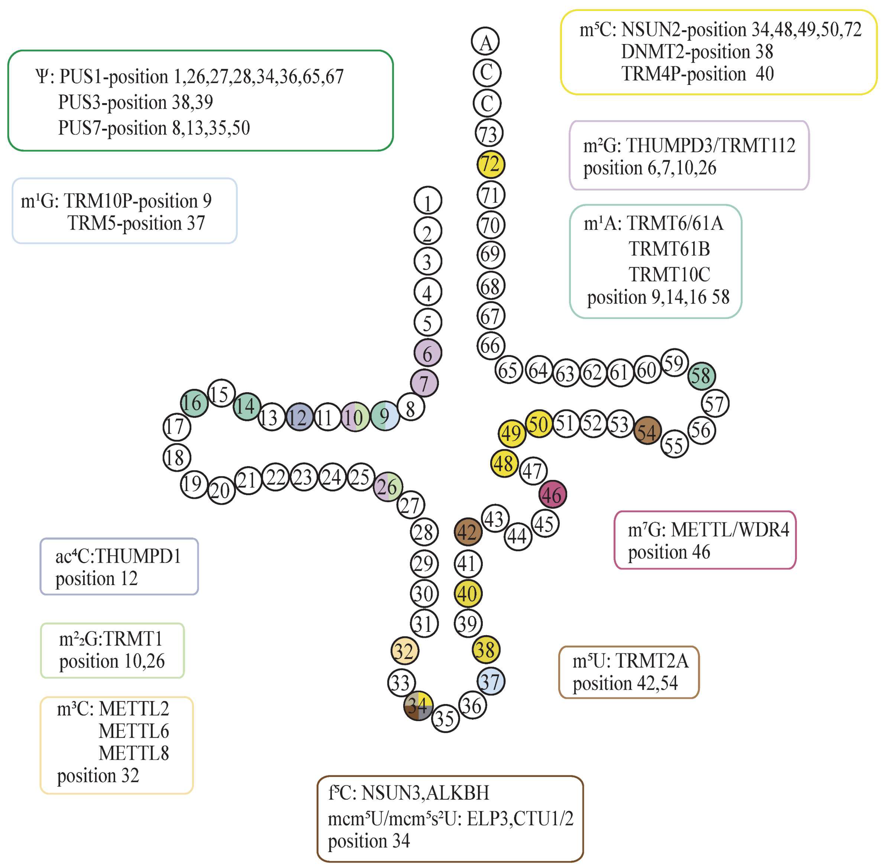 Cancers 16 00077 g003