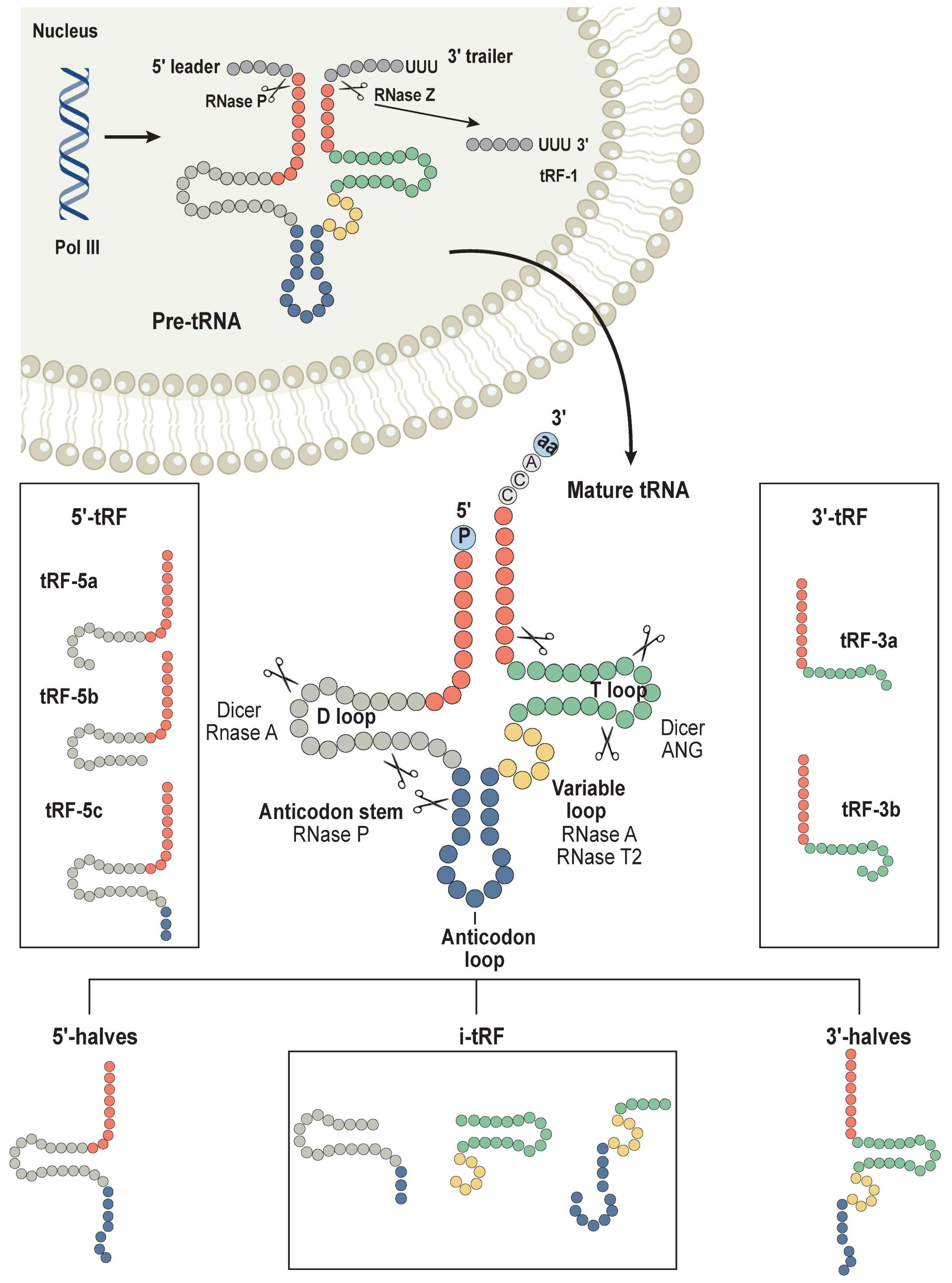 Cancers 16 00077 g004