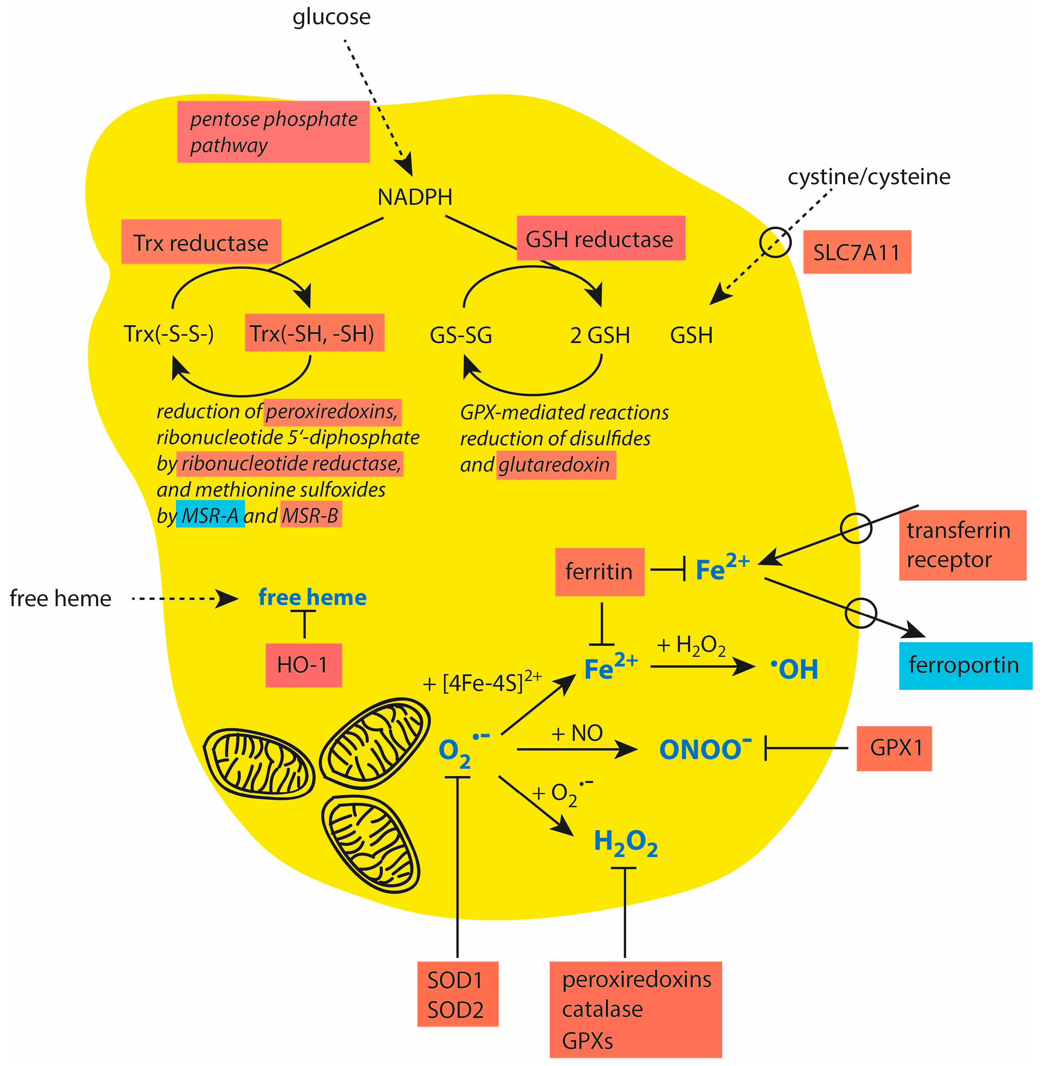 Cancers 16 00081 g003 Cancers 16 00081 g003