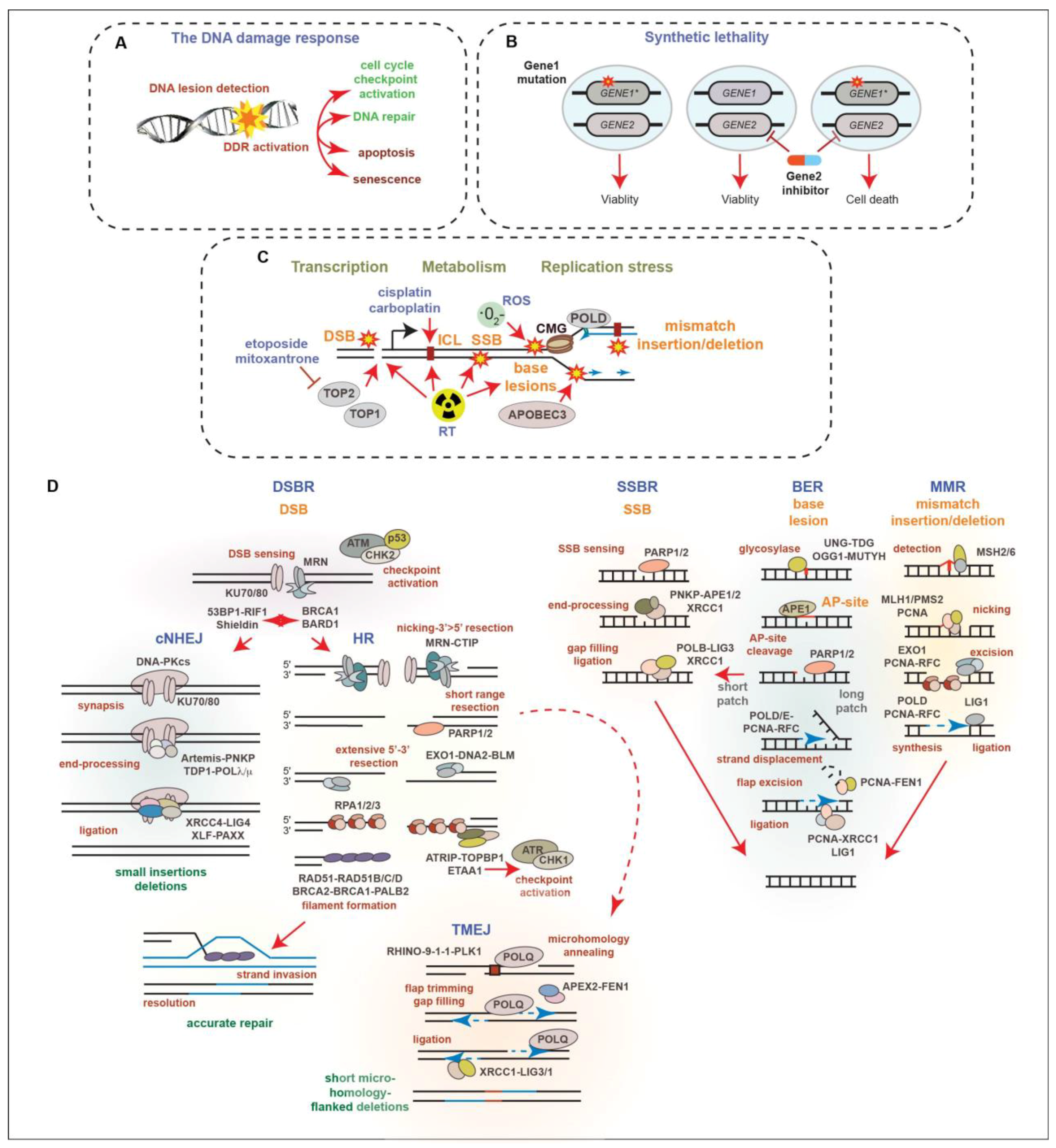 Cancers 16 00083 g002