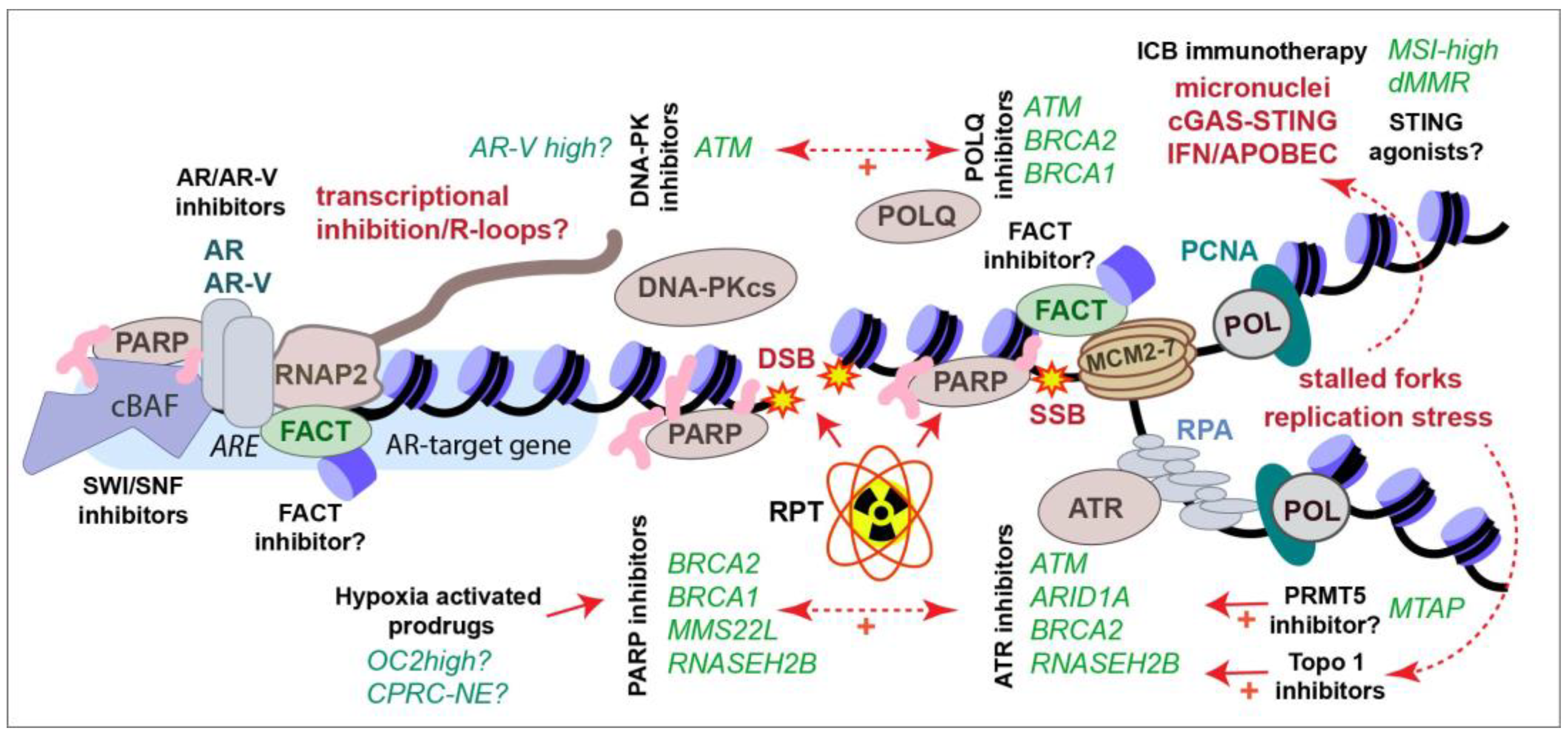 Cancers 16 00083 g004
