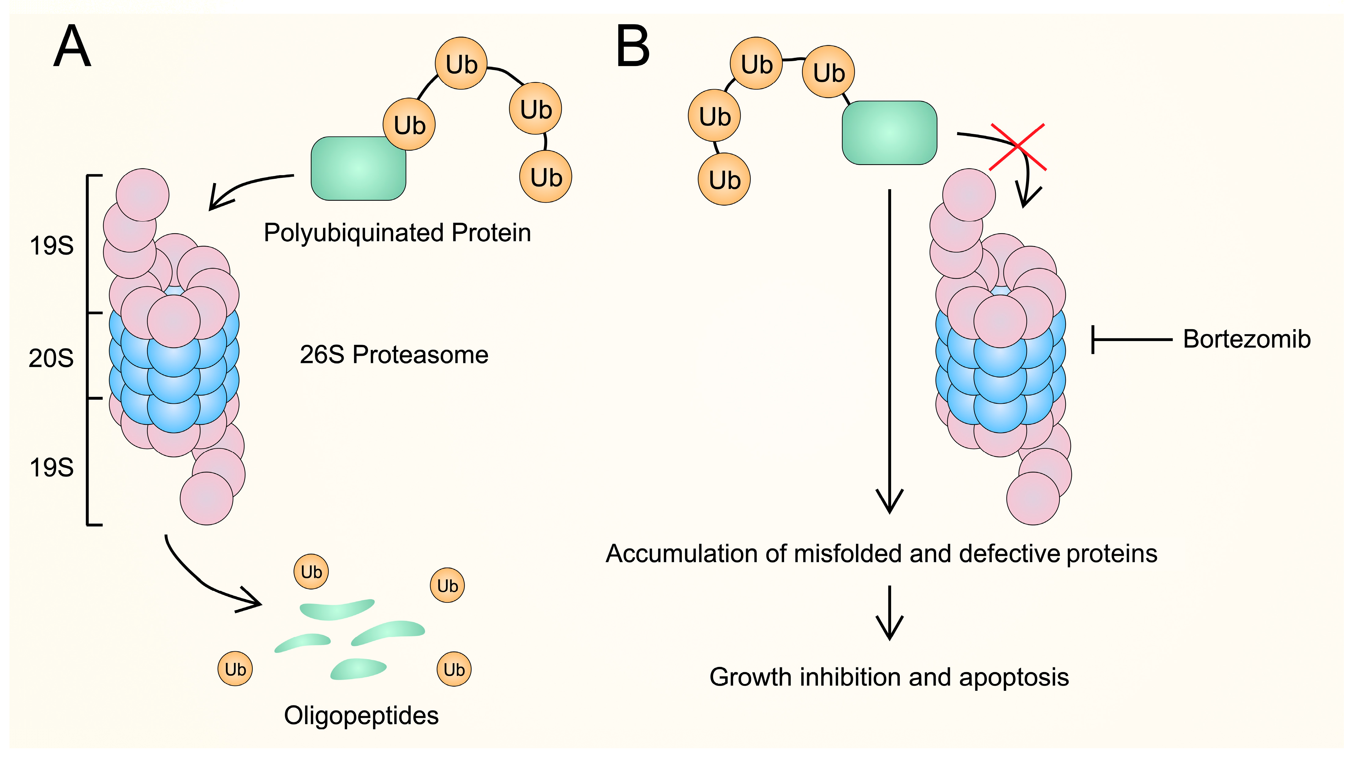 Cancers 16 00084 g001