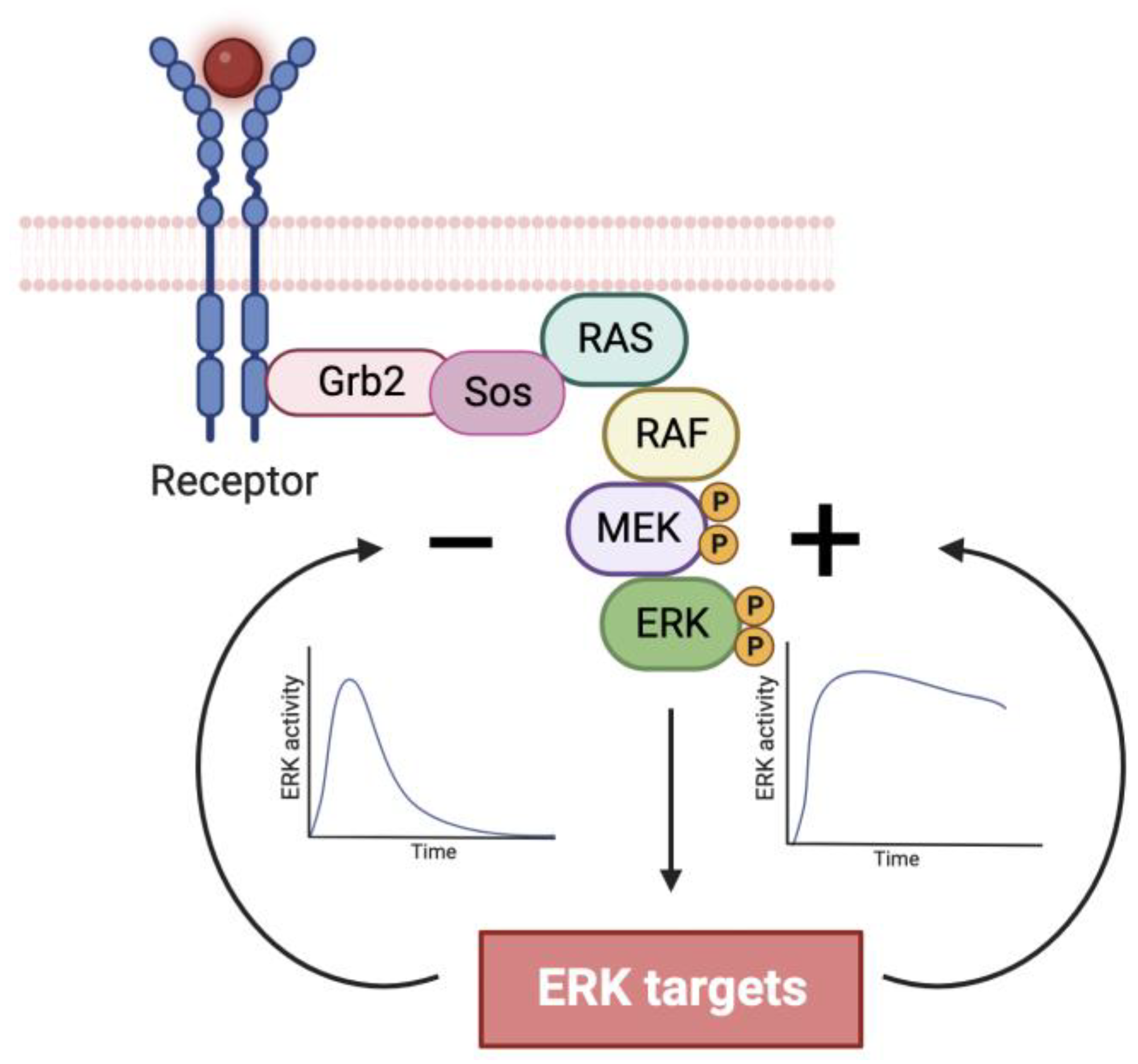 Cancers 16 00095 g001 Cancers 16 00095 g001