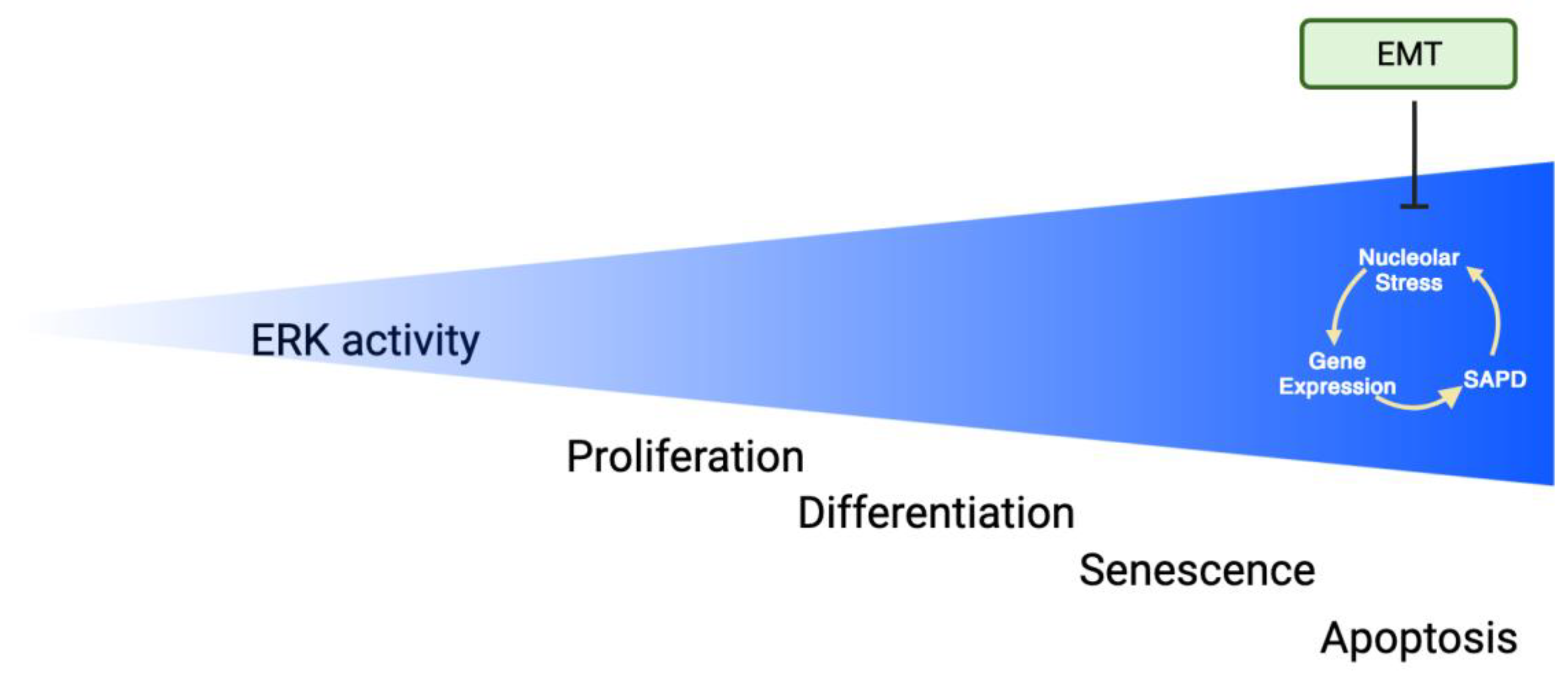Cancers 16 00095 g007 Cancers 16 00095 g007