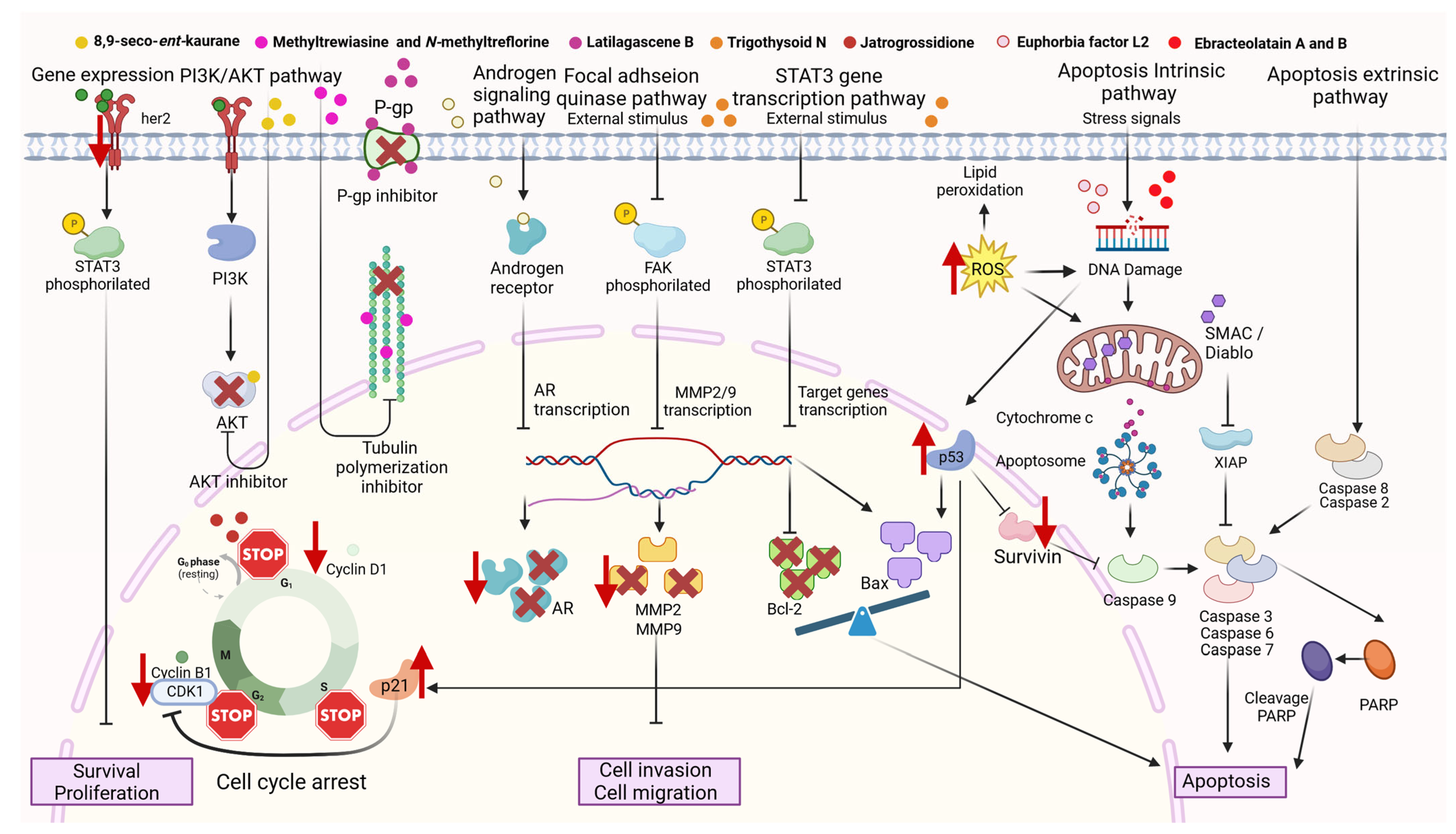Cancers 16 00114 g003