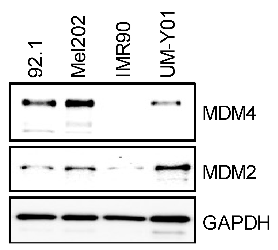Cancers 16 00118 g001